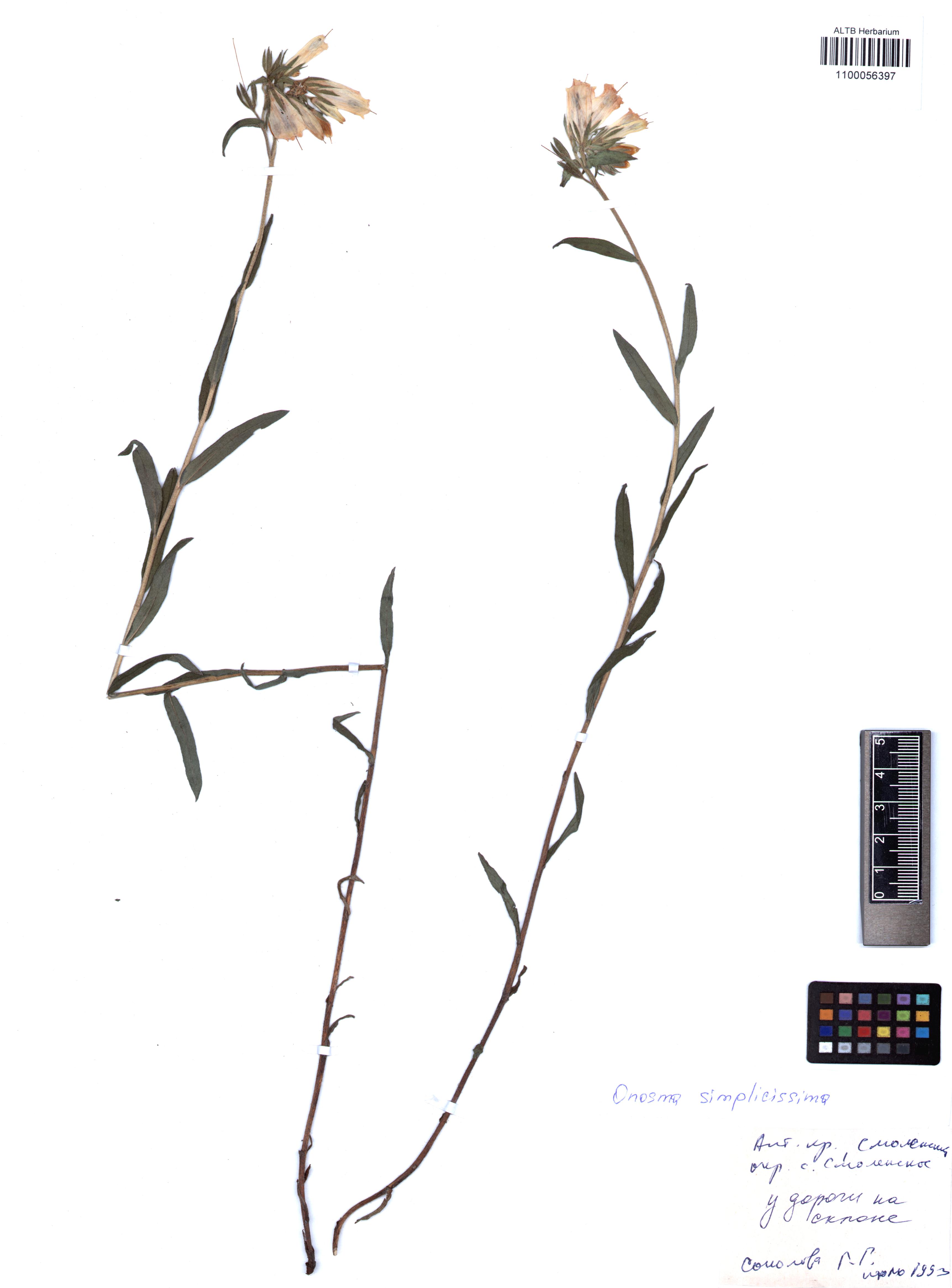 Onosma simplicissima L.