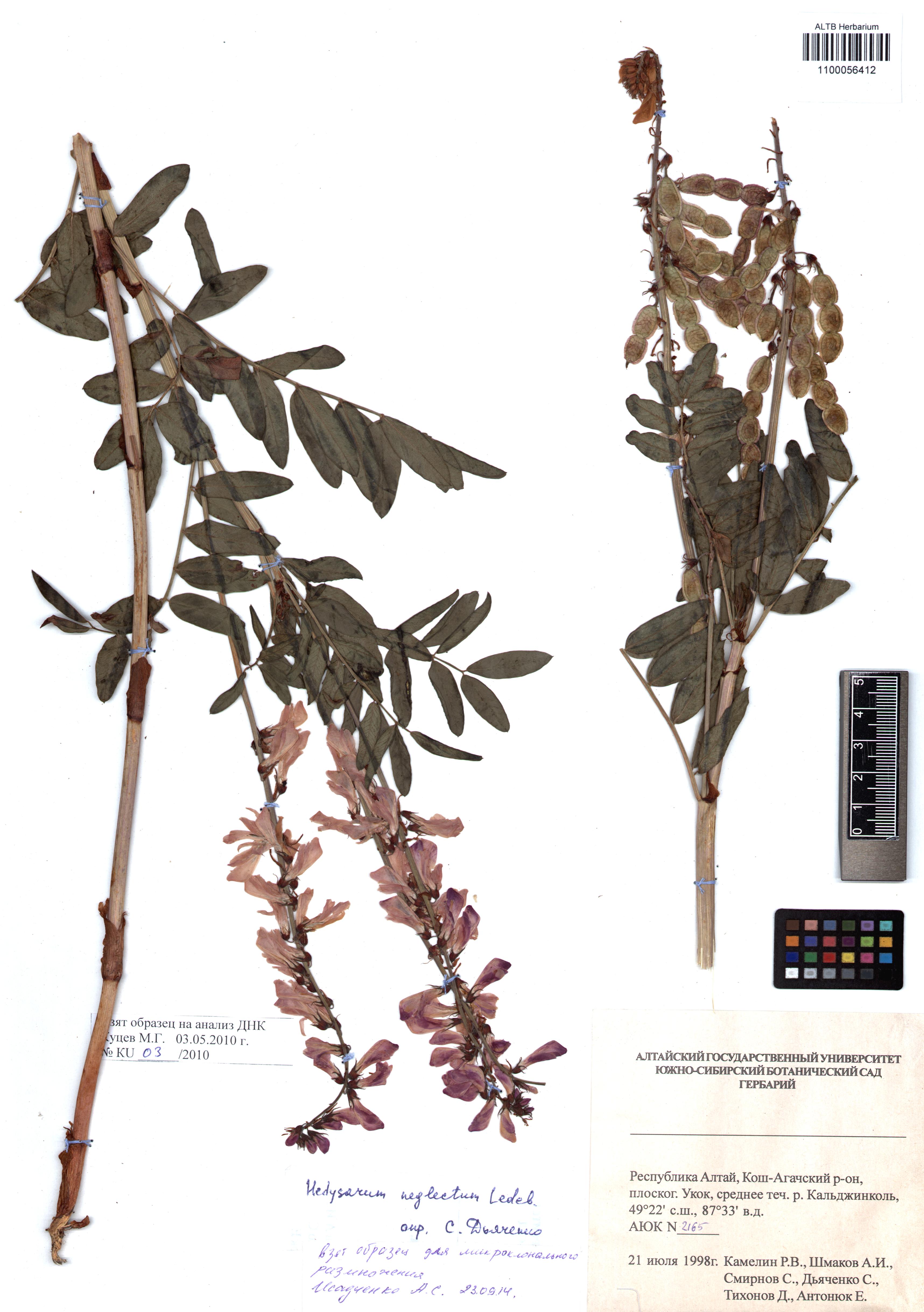 Hedysarum neglectum Ledeb