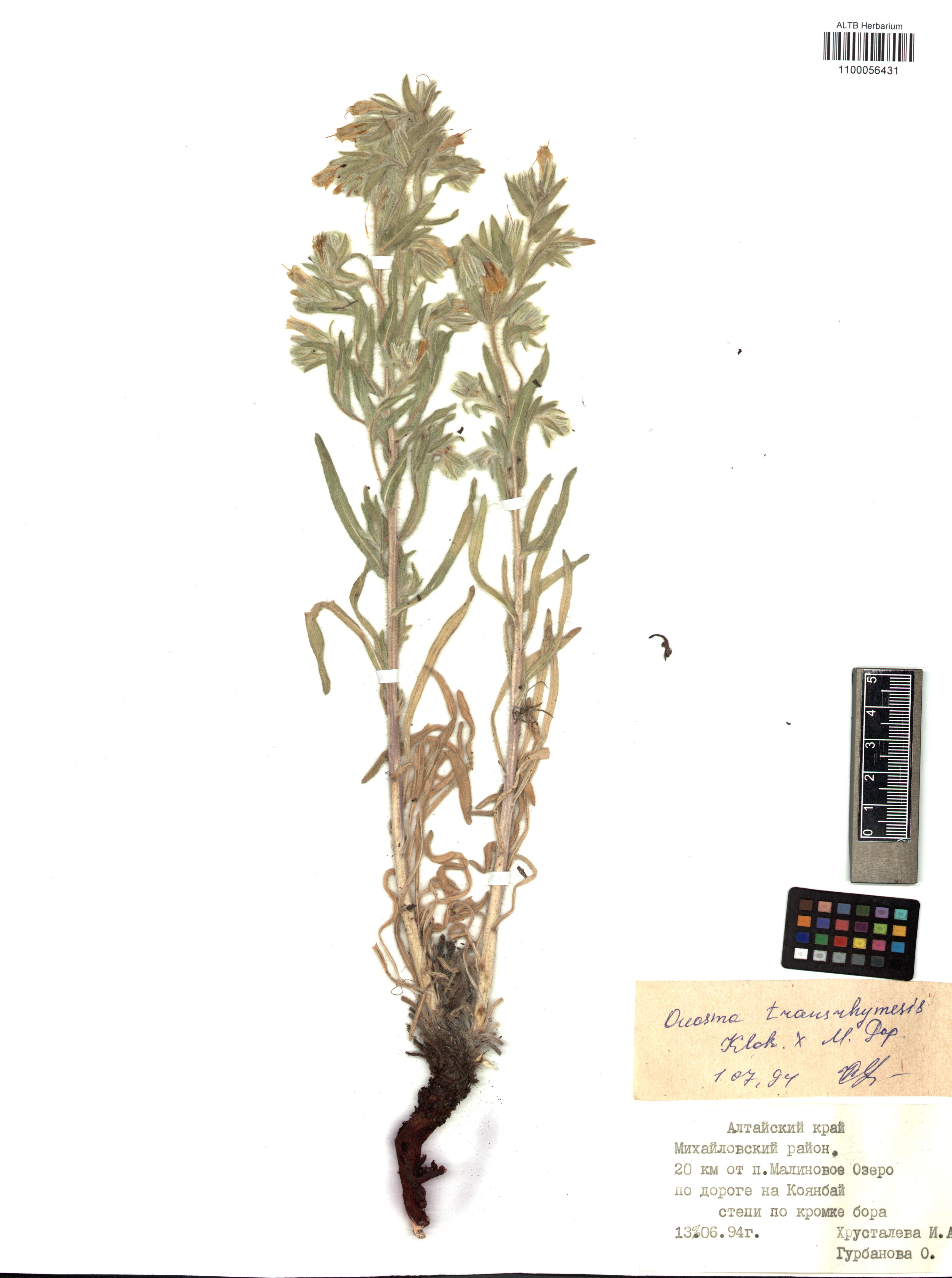 Onosma setosa subsp. transrhymnensis Klokov ex Popov. 