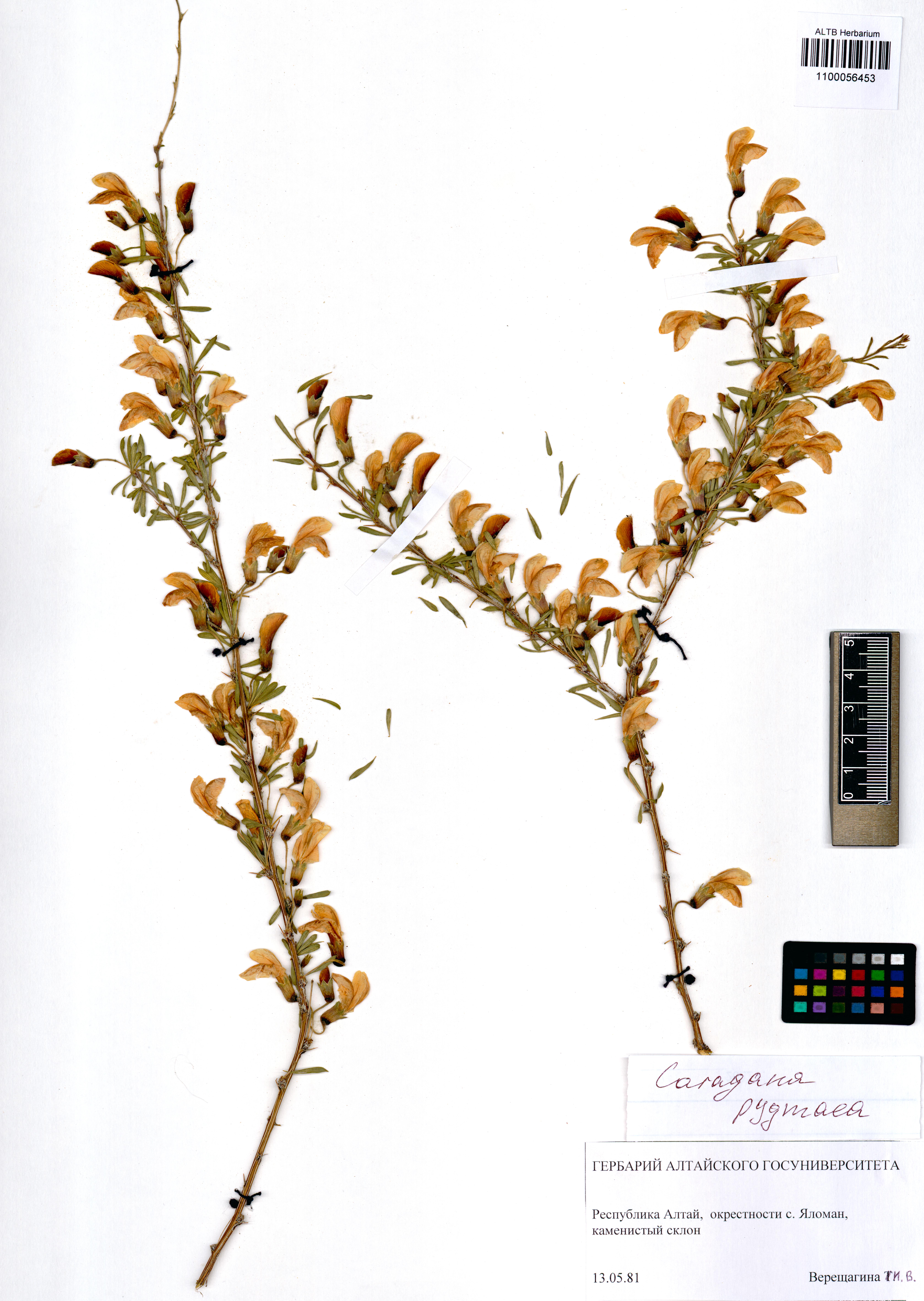 Fabaceae,Caragana pygmaea (L.) DC.