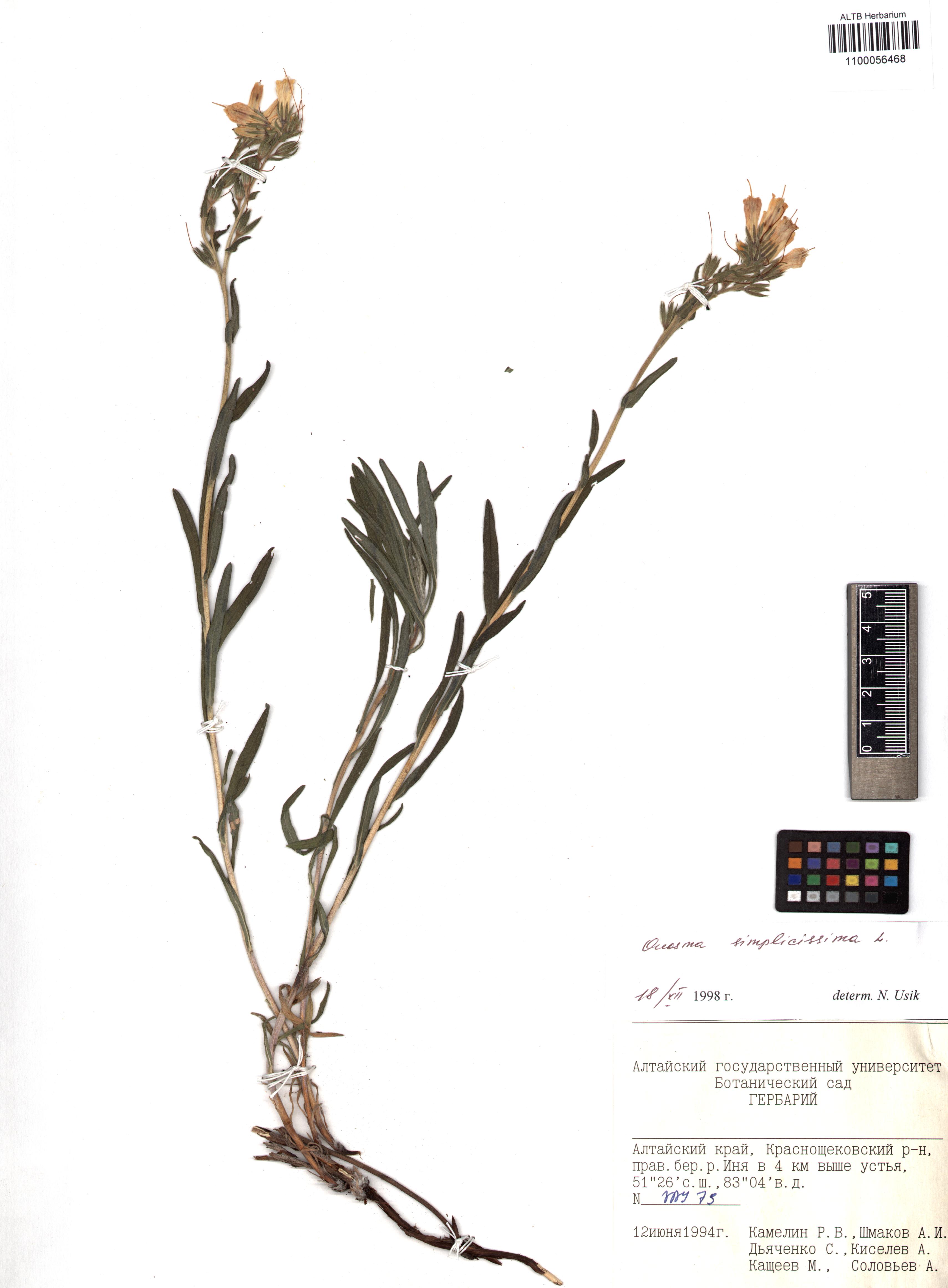 Onosma simplicissima L.
