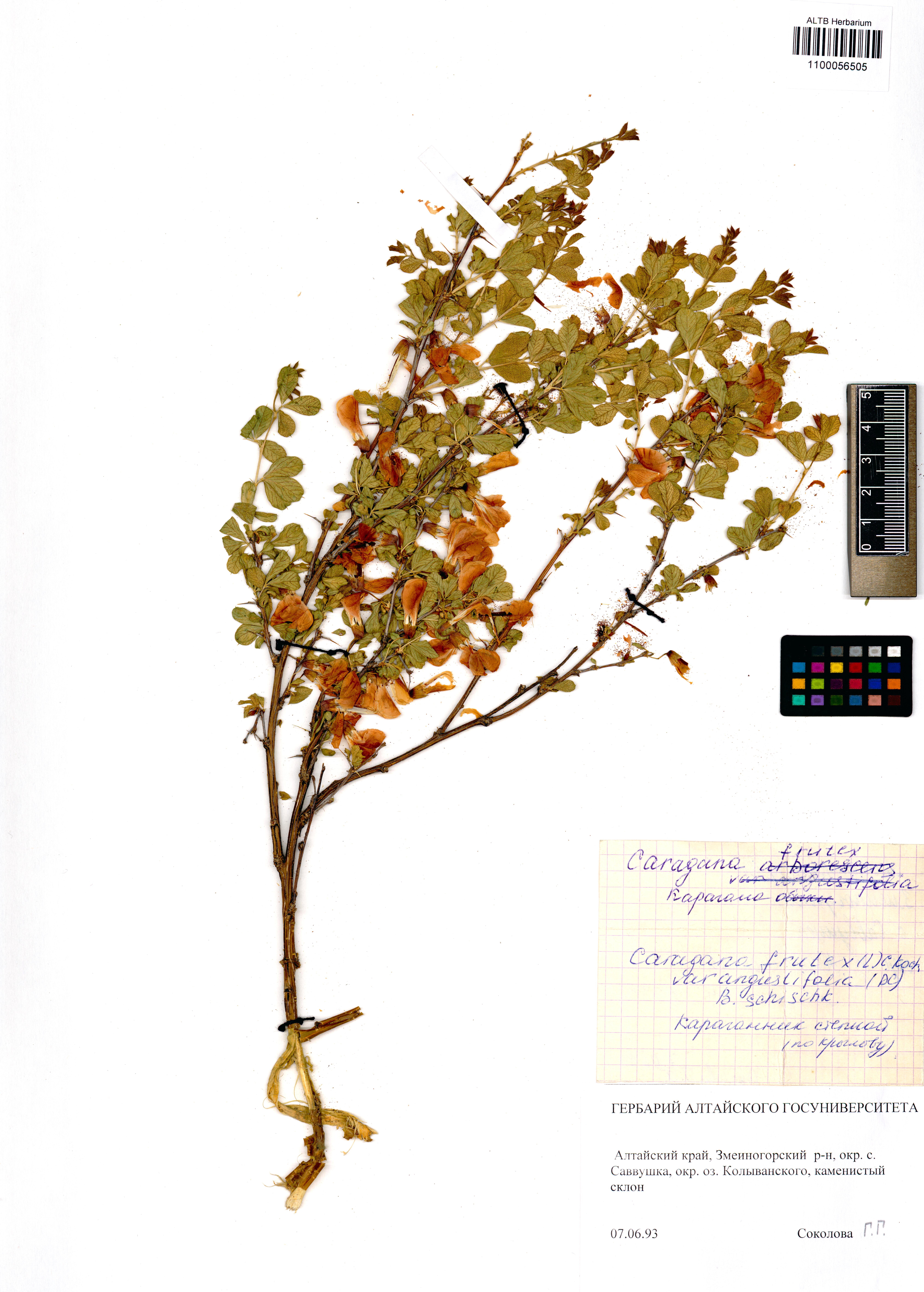 Caragana frutex (L.) K.Koch