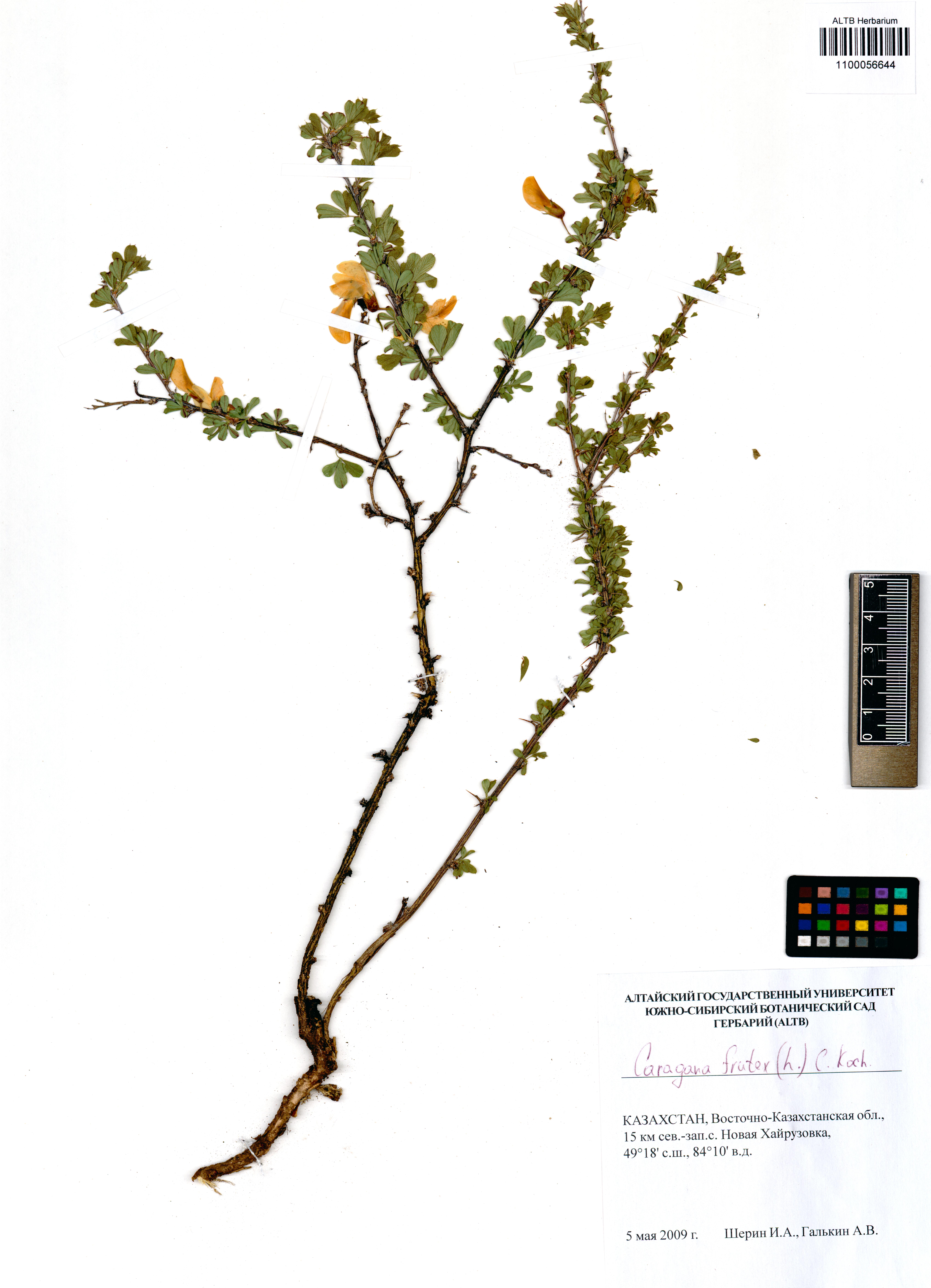 Caragana frutex (L.) K.Koch