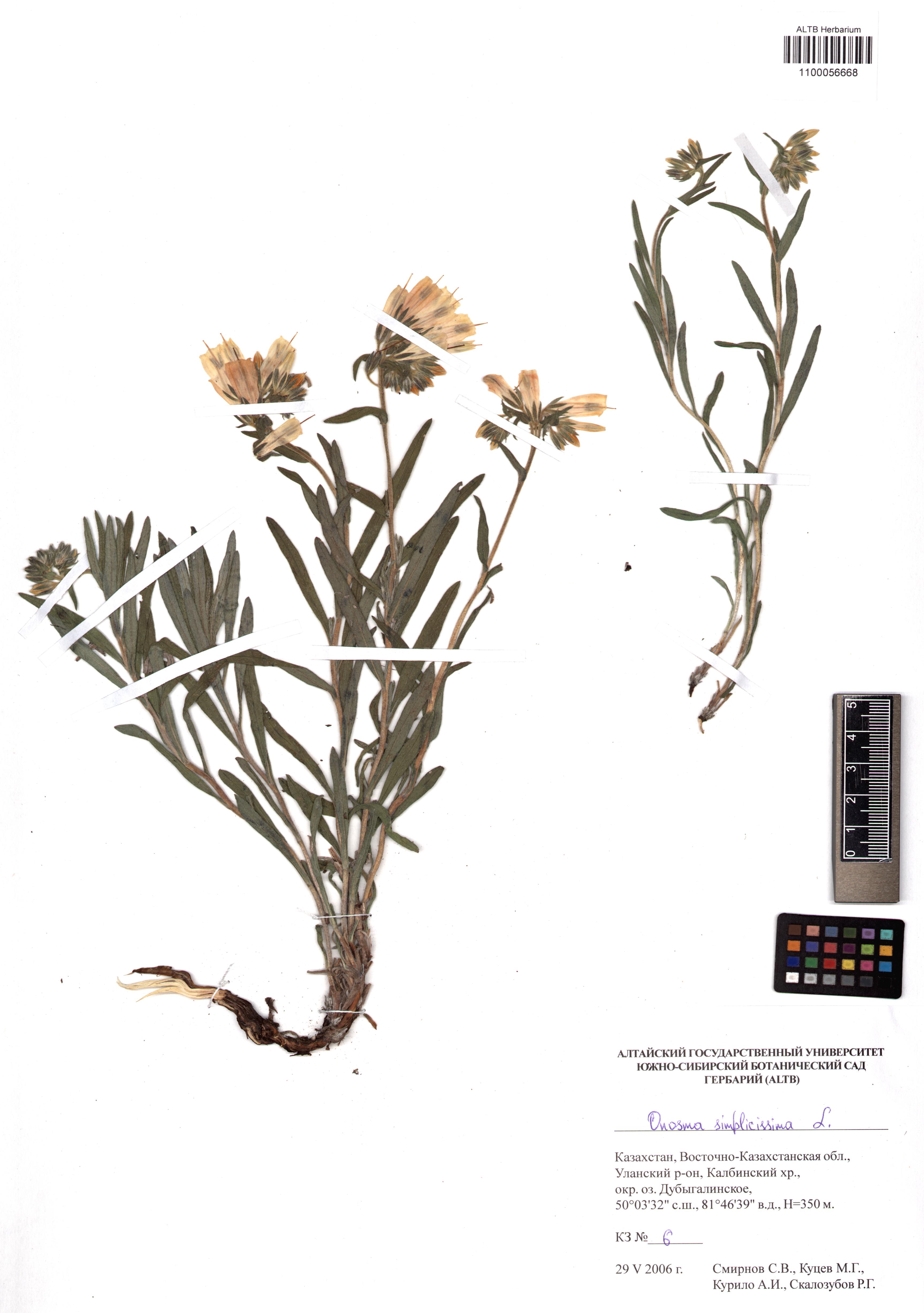 Onosma simplicissima L.