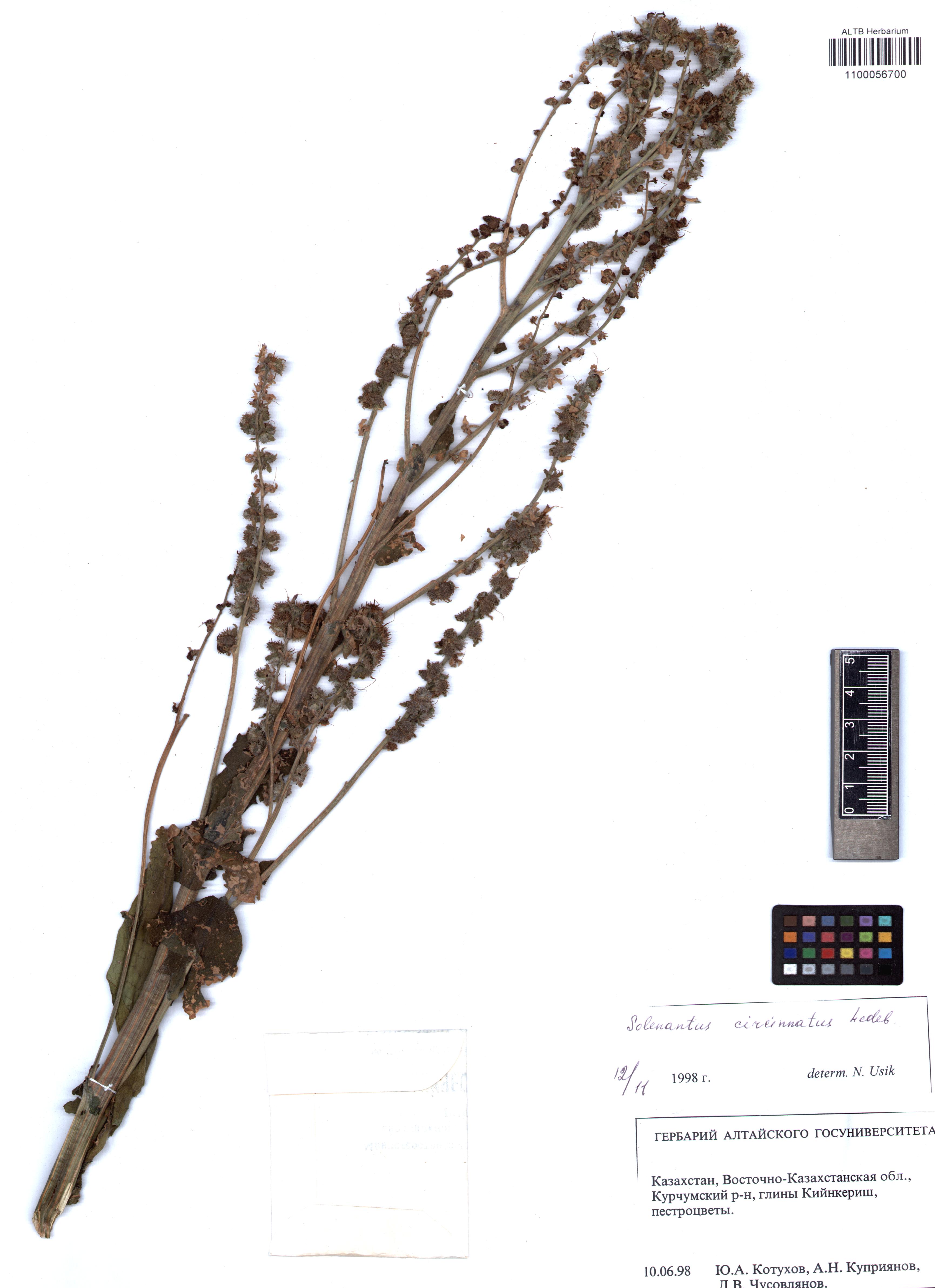 Solenanthus circinatus Ledeb.