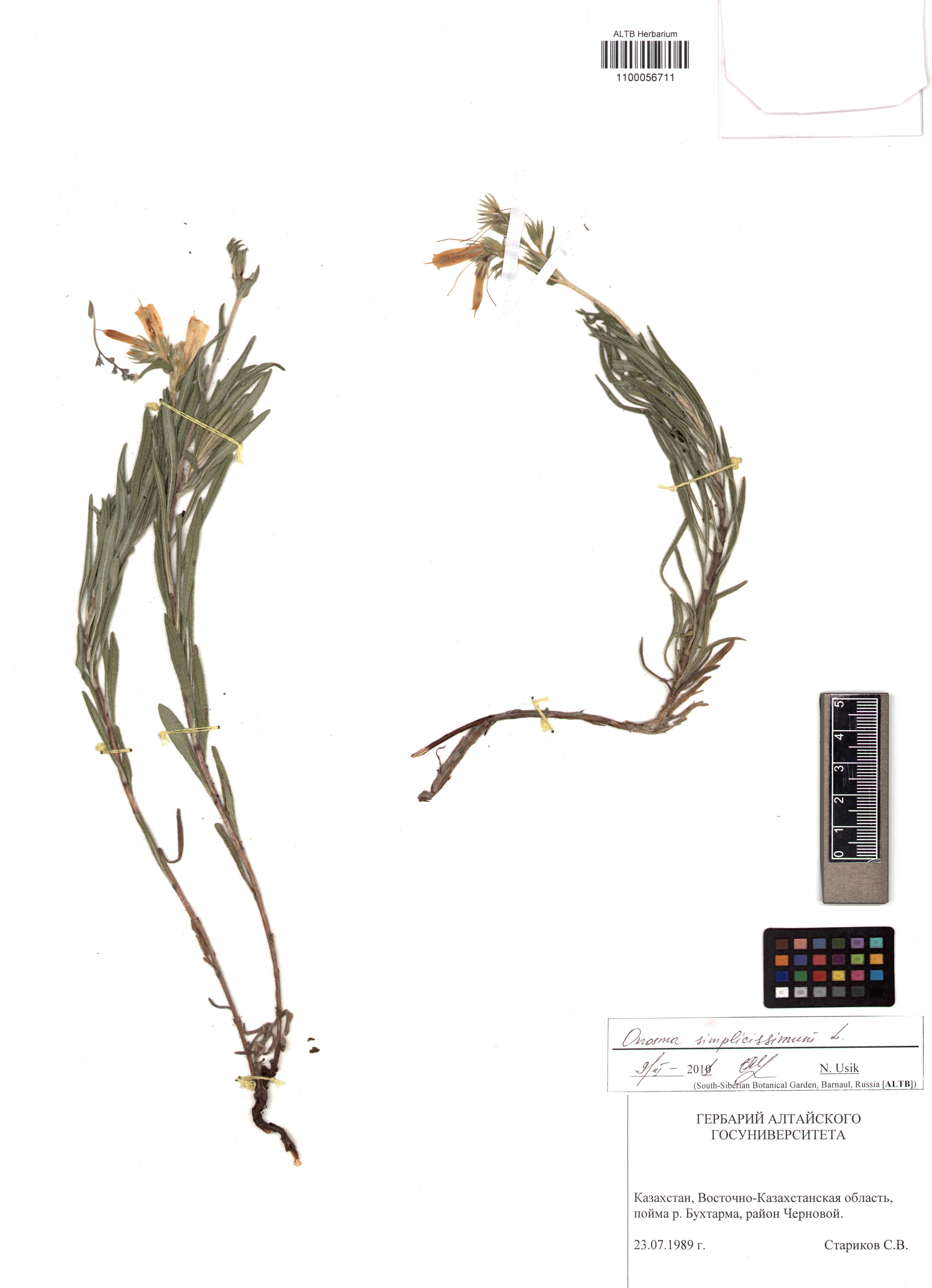 Onosma simplicissima L.