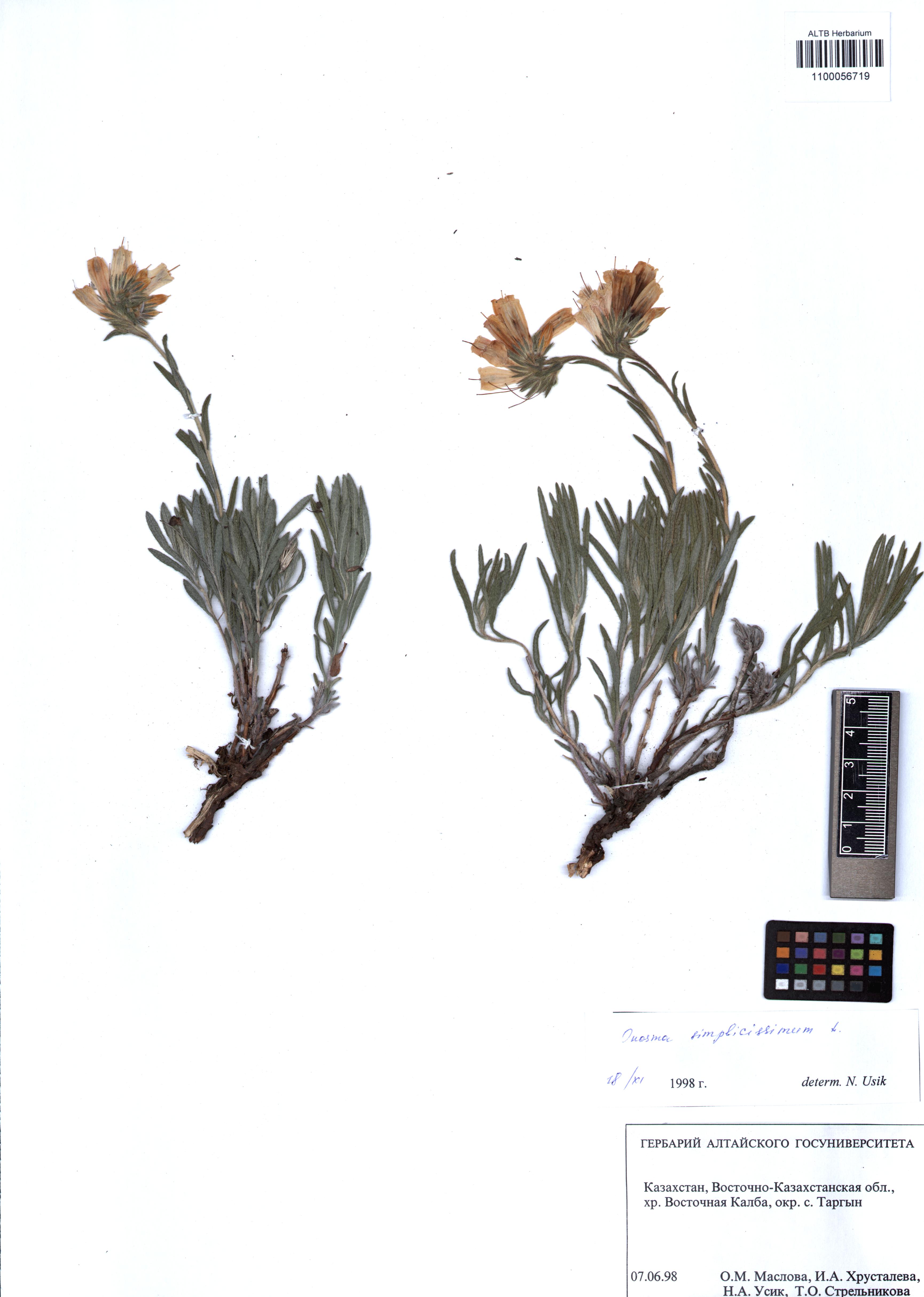 Onosma simplicissima L.