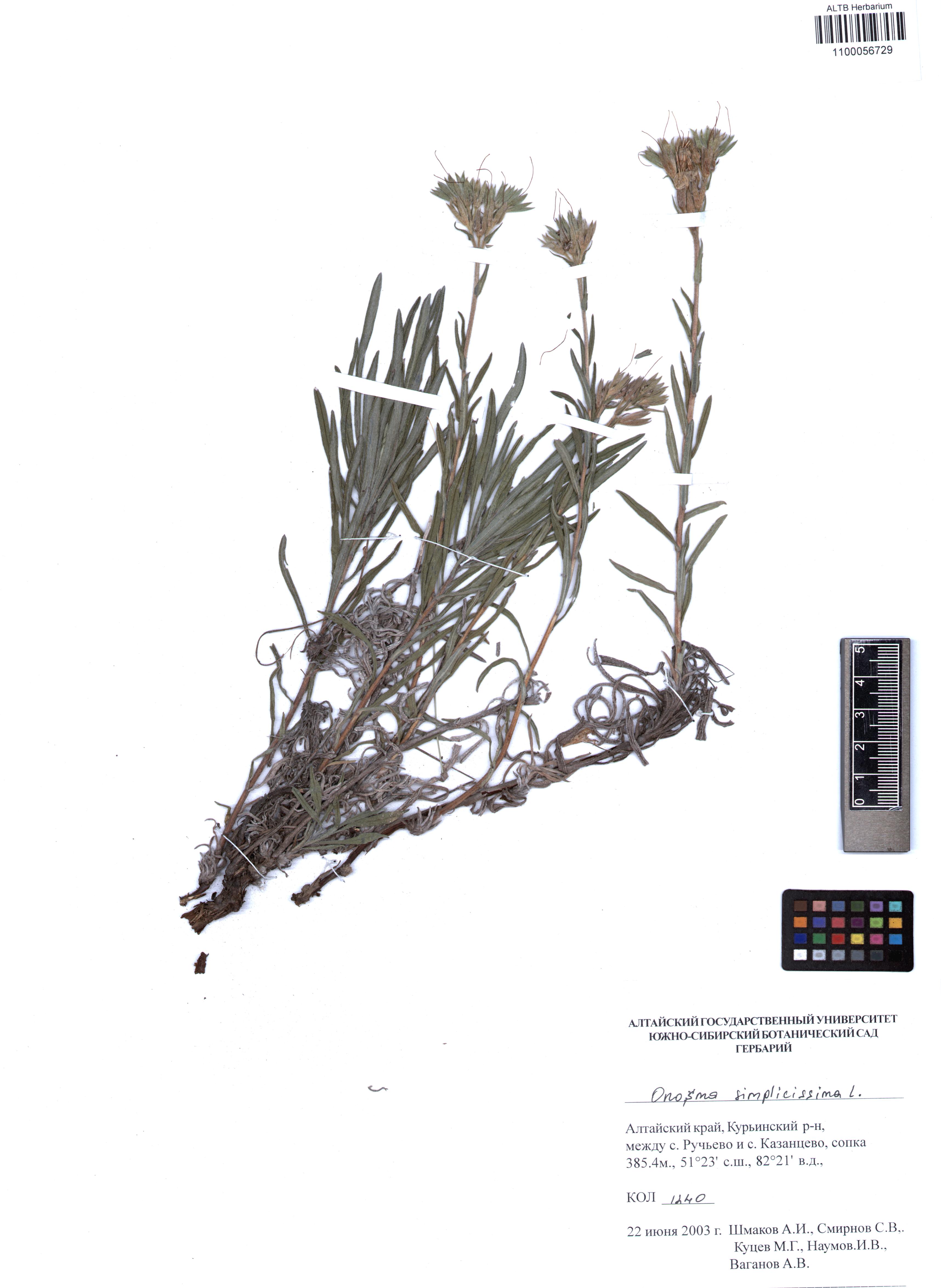 Onosma simplicissima L.