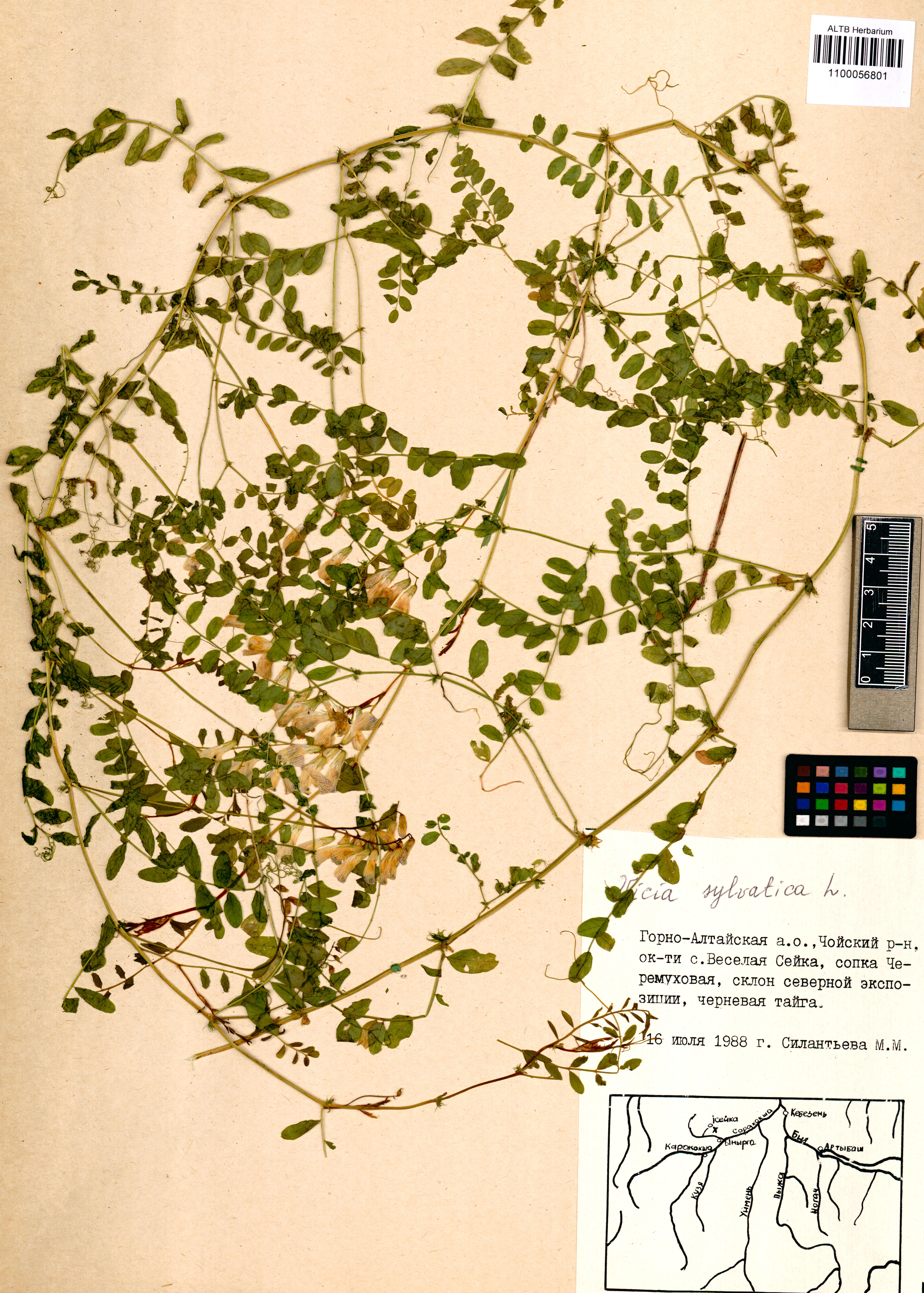 Vicia sylvatica L.