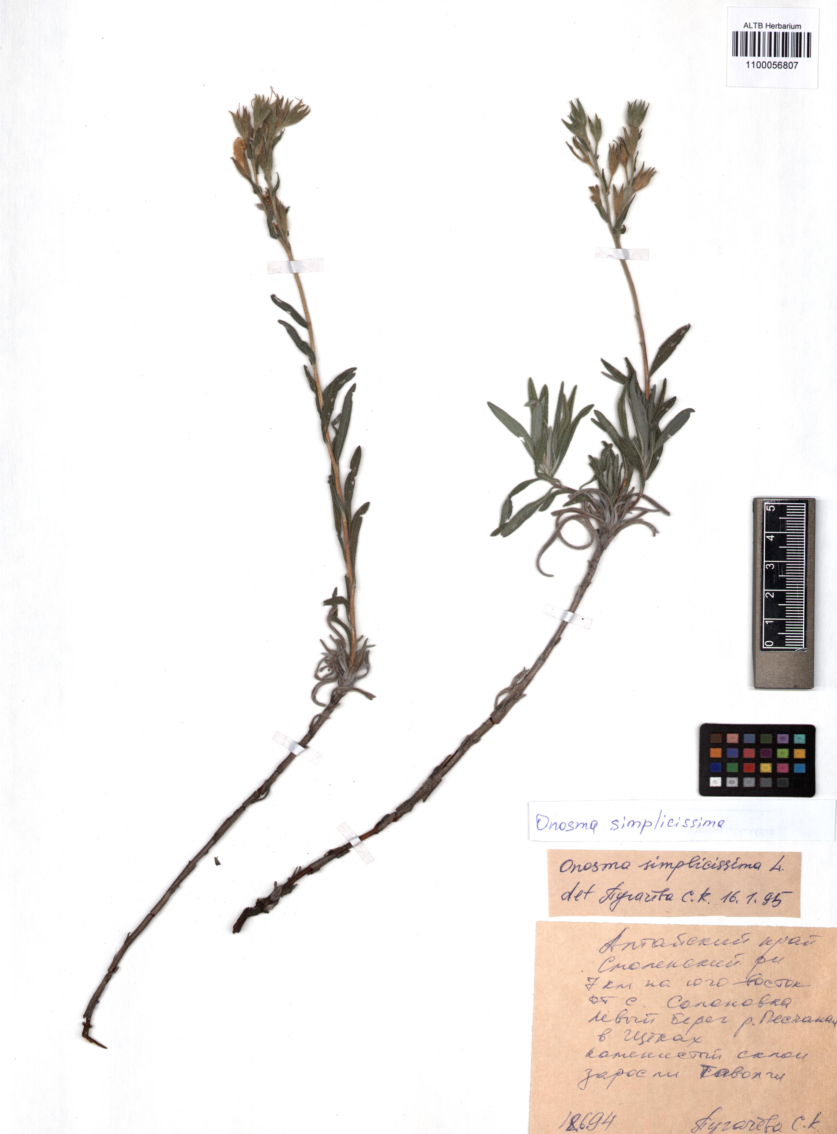 Onosma simplicissima L.