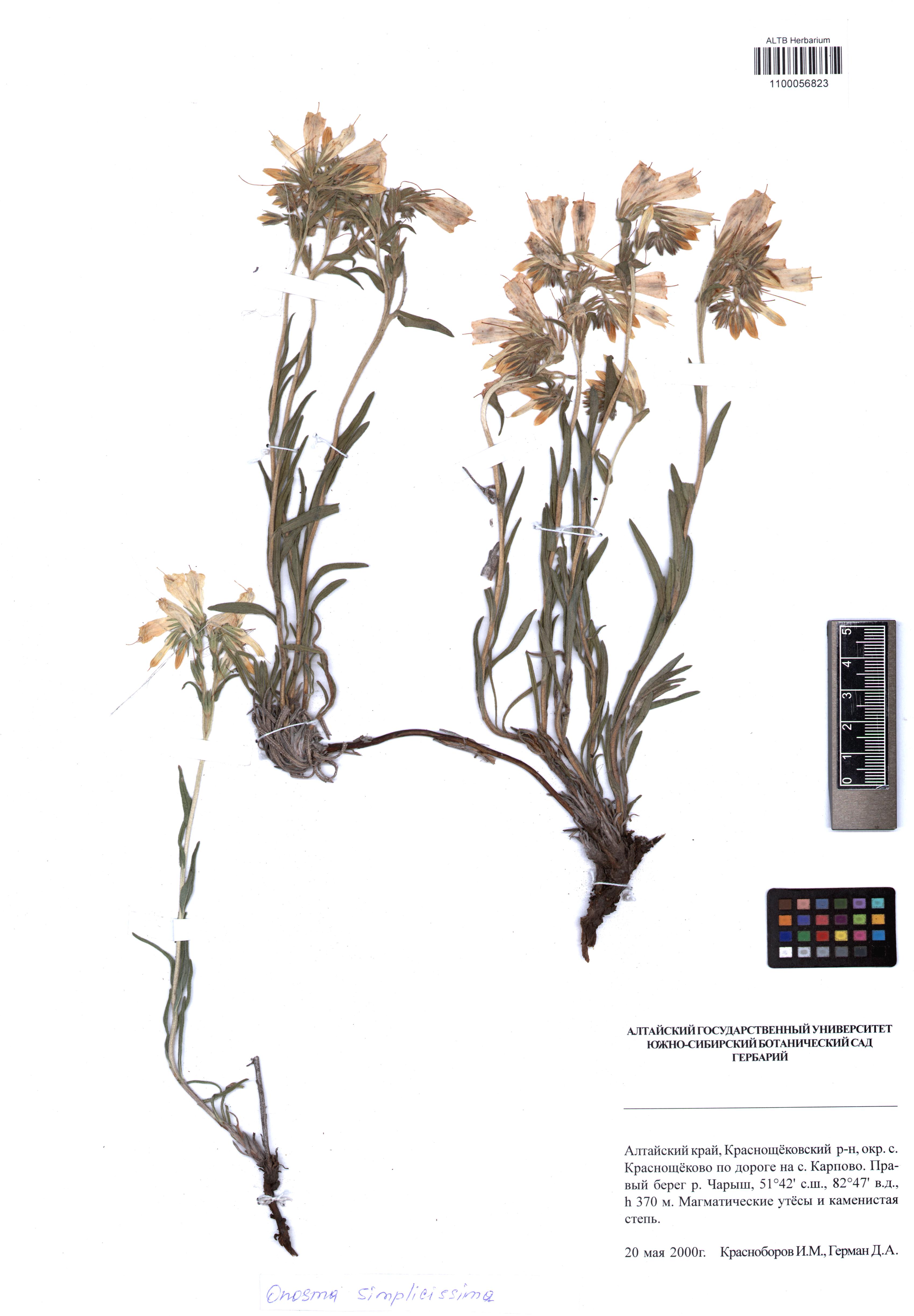 Onosma simplicissima L.
