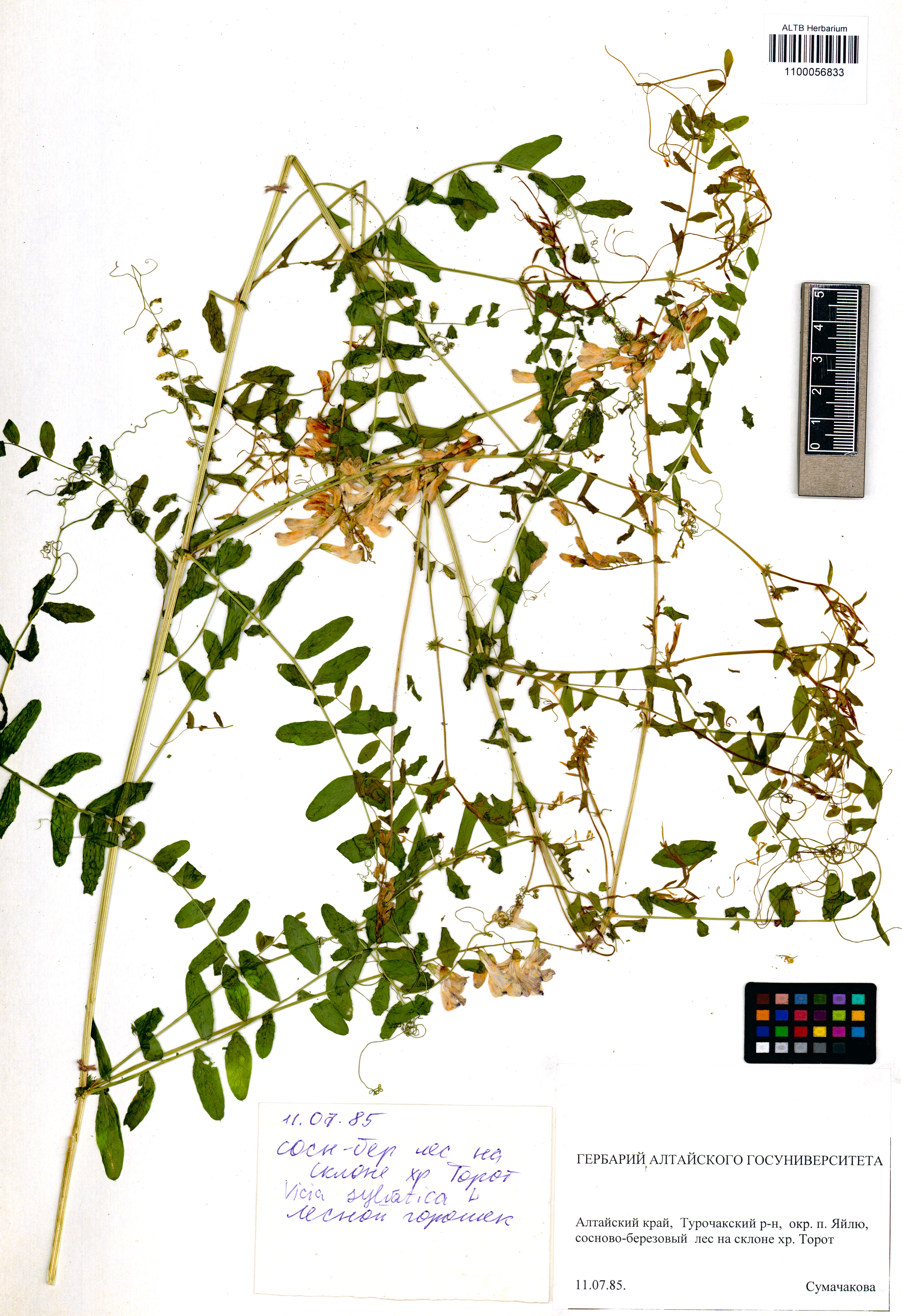 Vicia sylvatica L.
