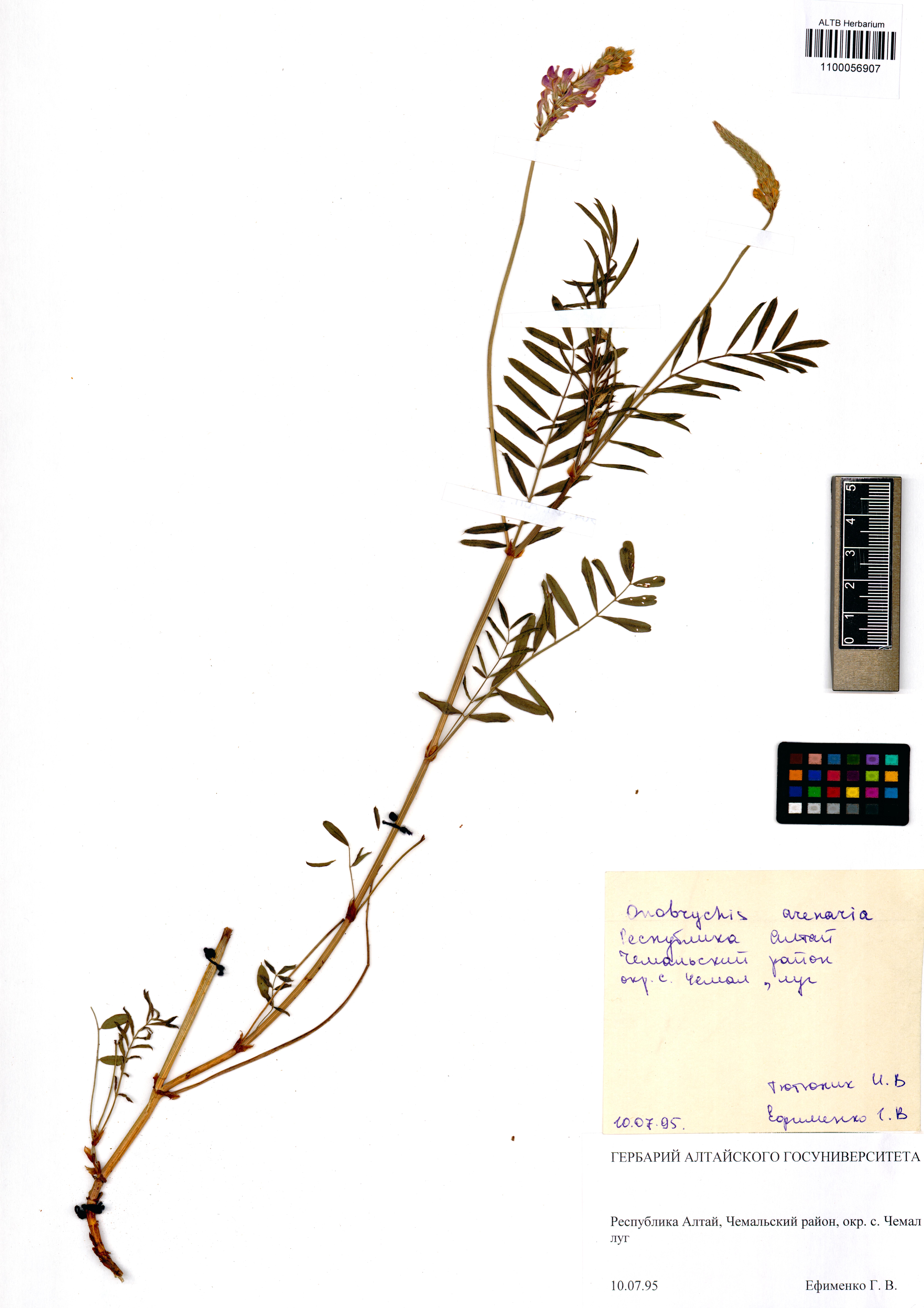 Onobrychis arenaria DC.