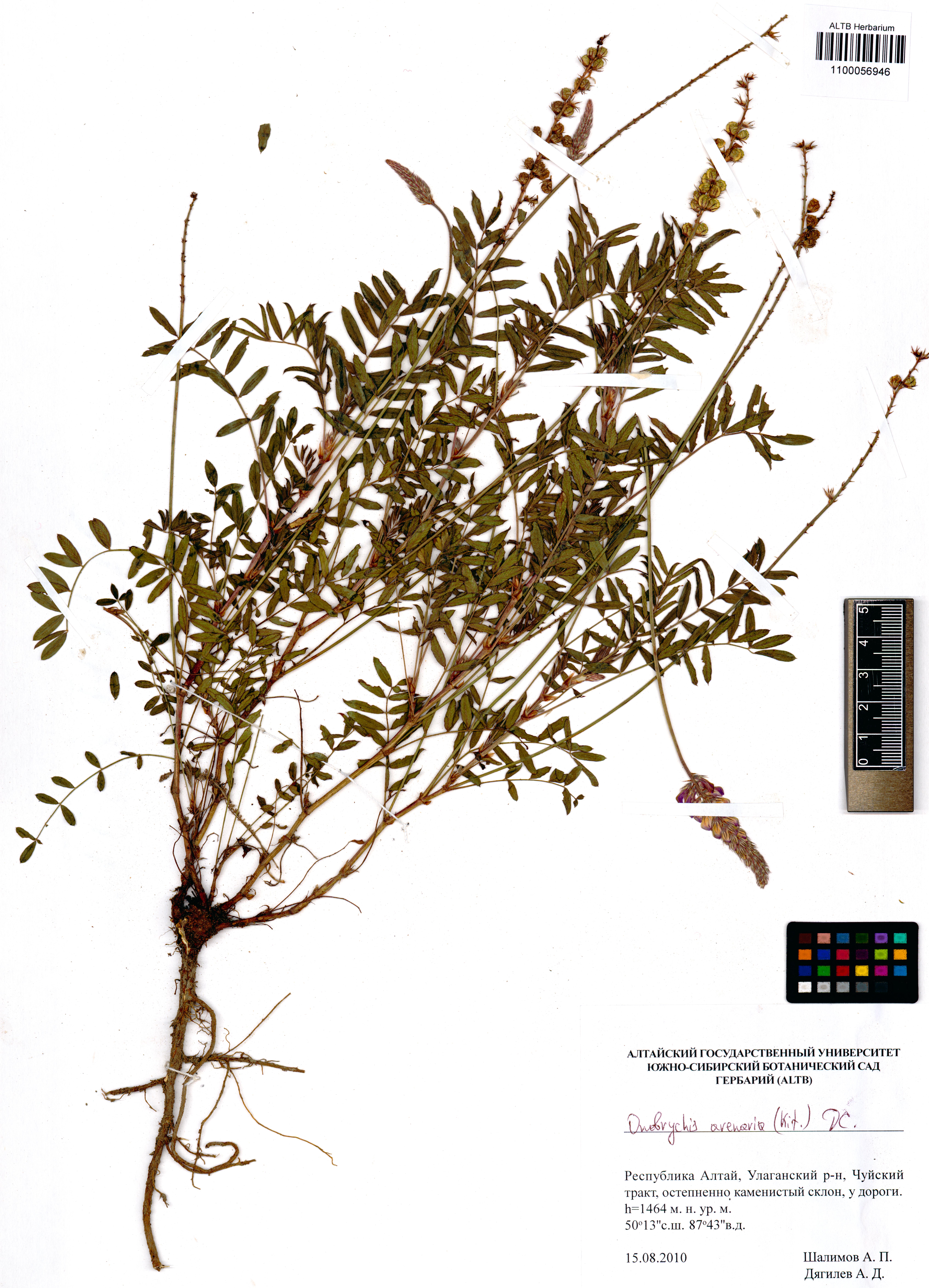 Onobrychis arenaria DC.