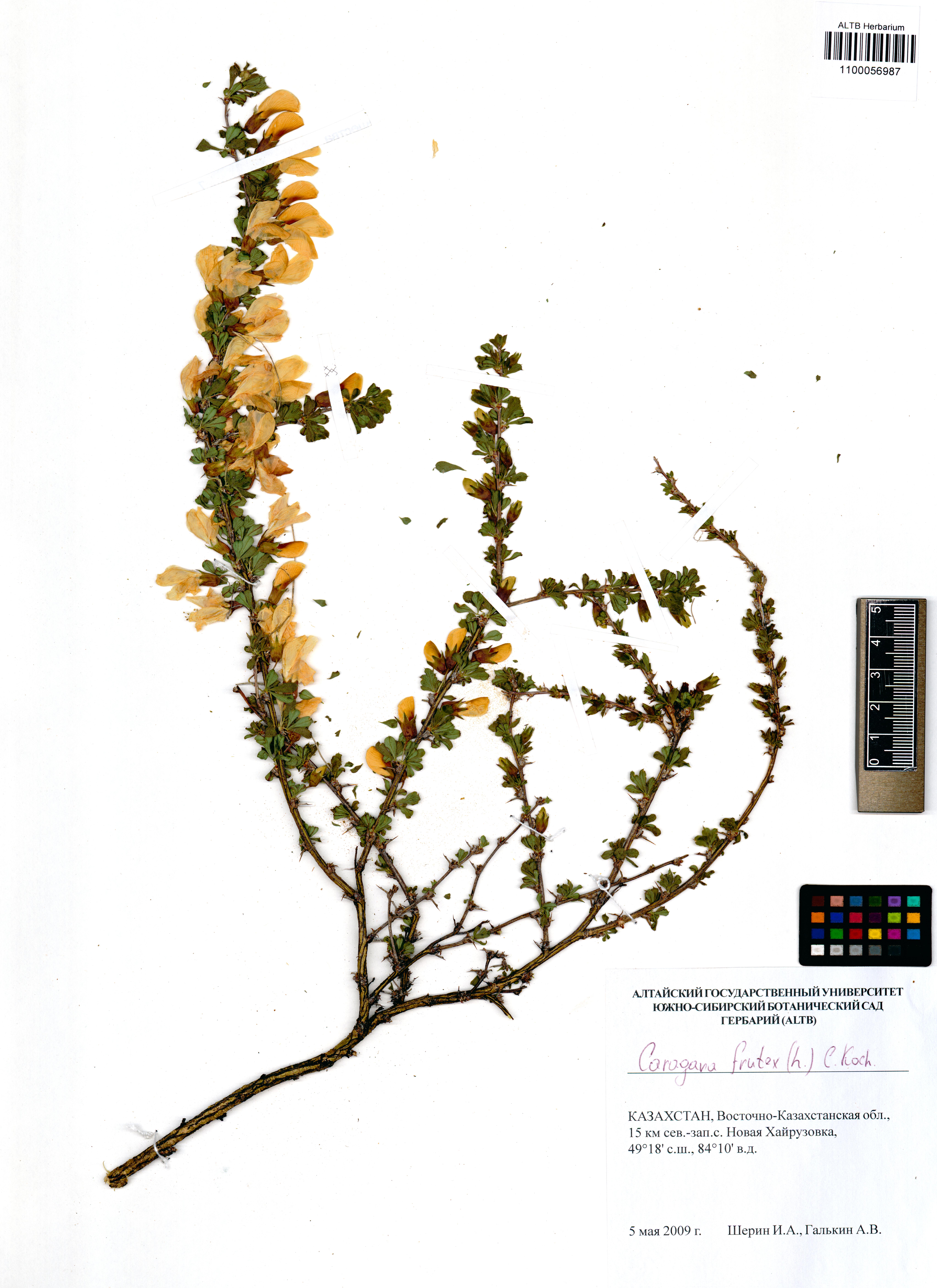 Caragana frutex (L.) K.Koch