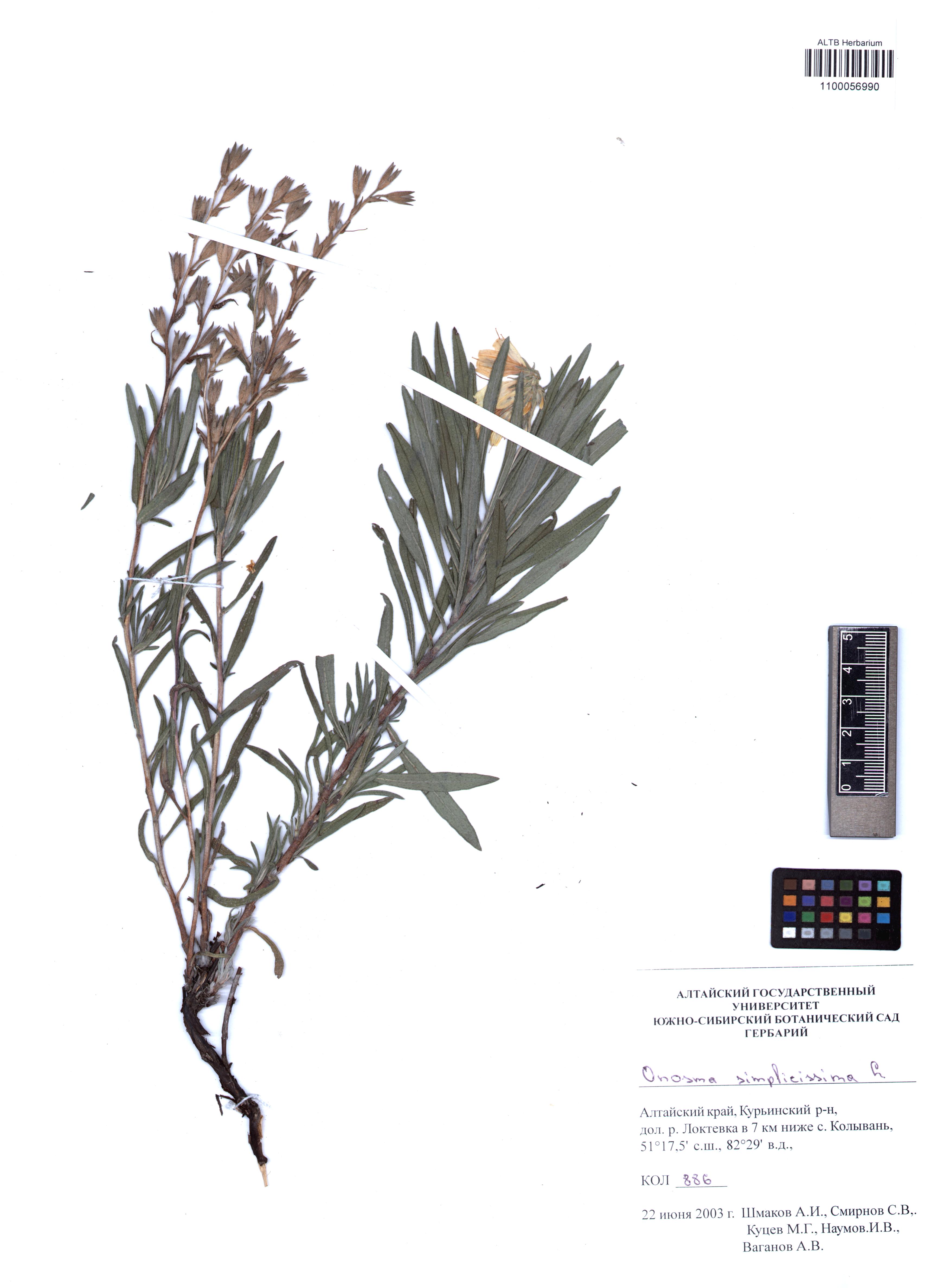 Onosma simplicissima L.