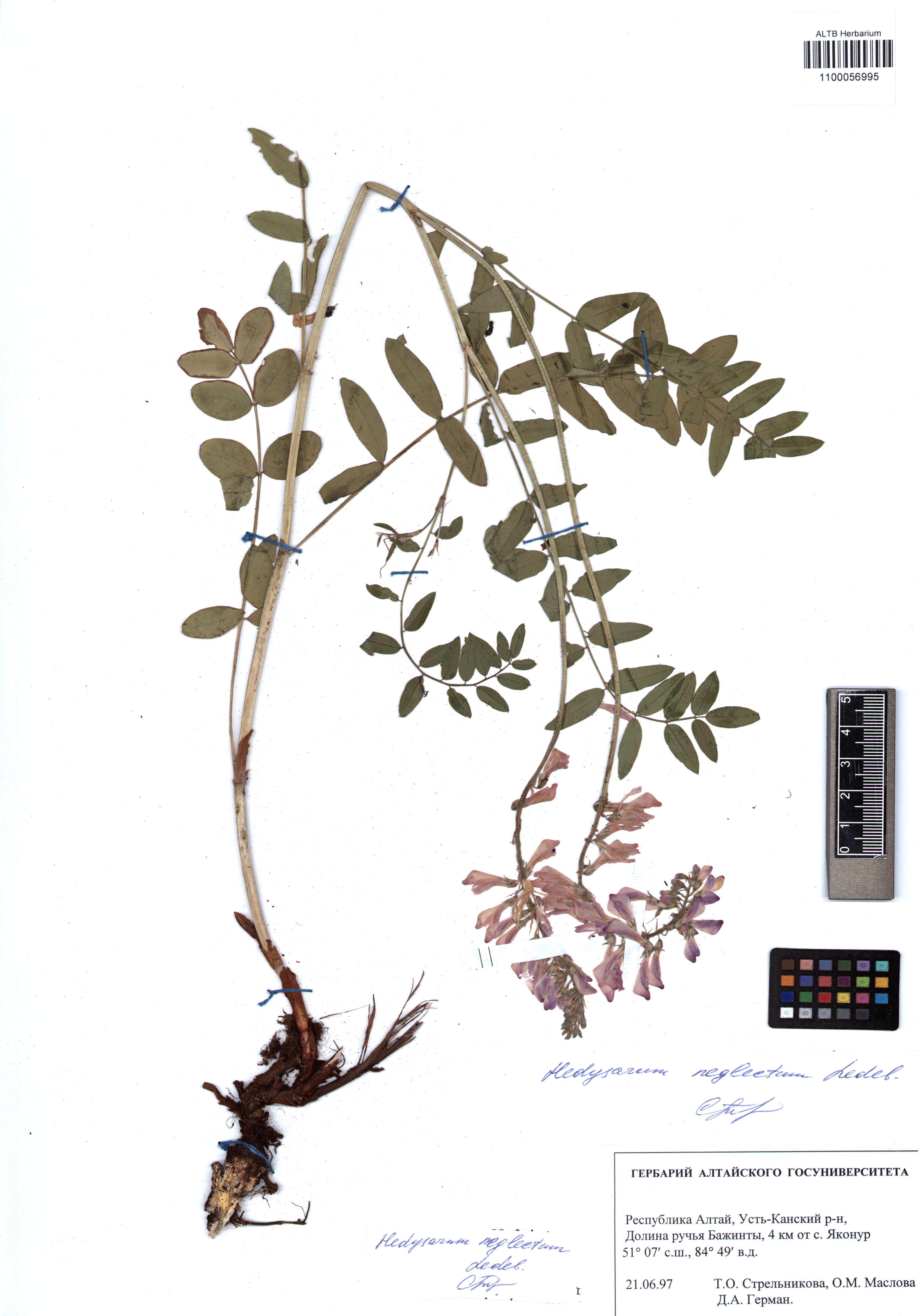 Hedysarum neglectum Ledeb