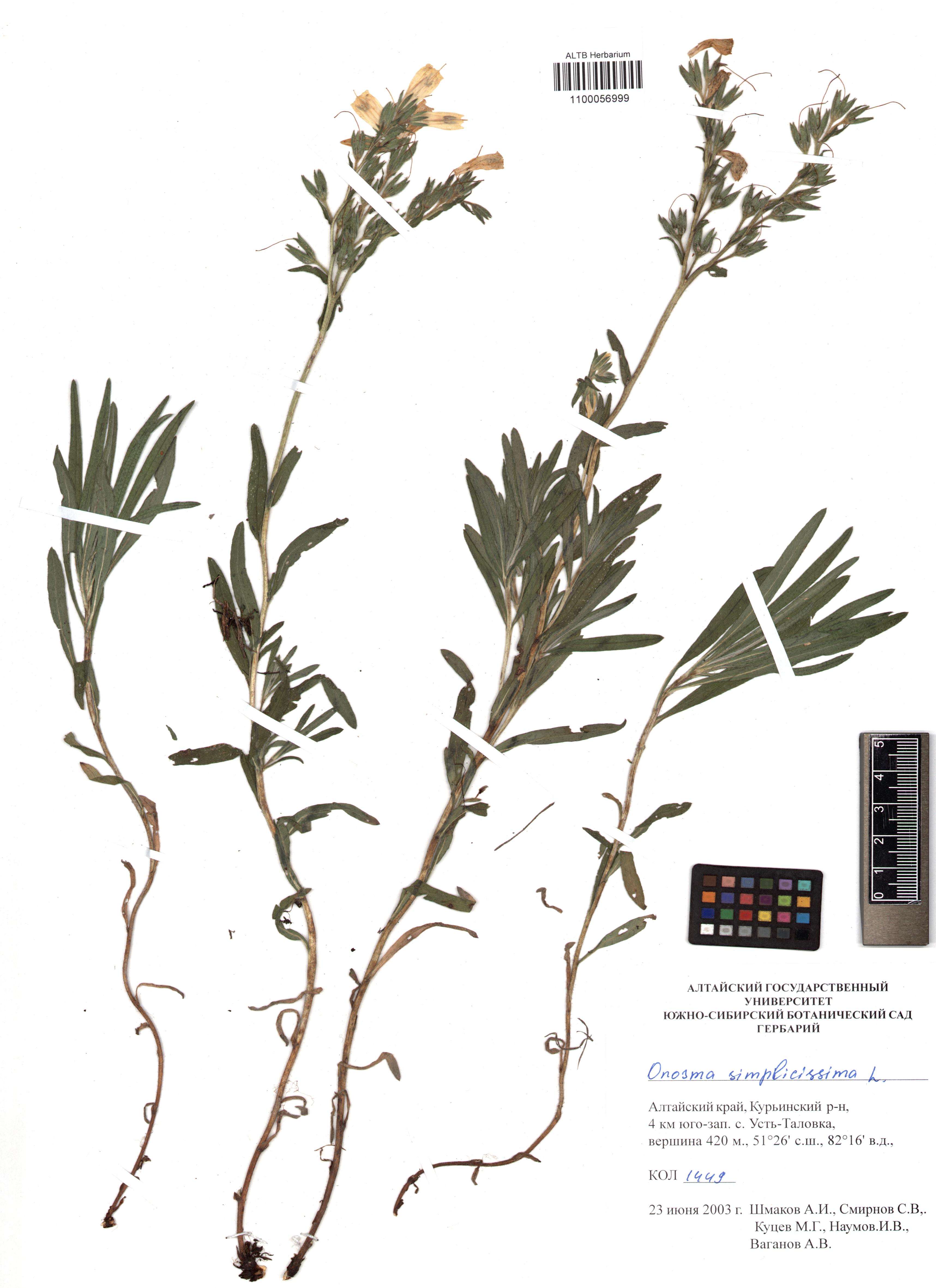 Onosma simplicissima L.