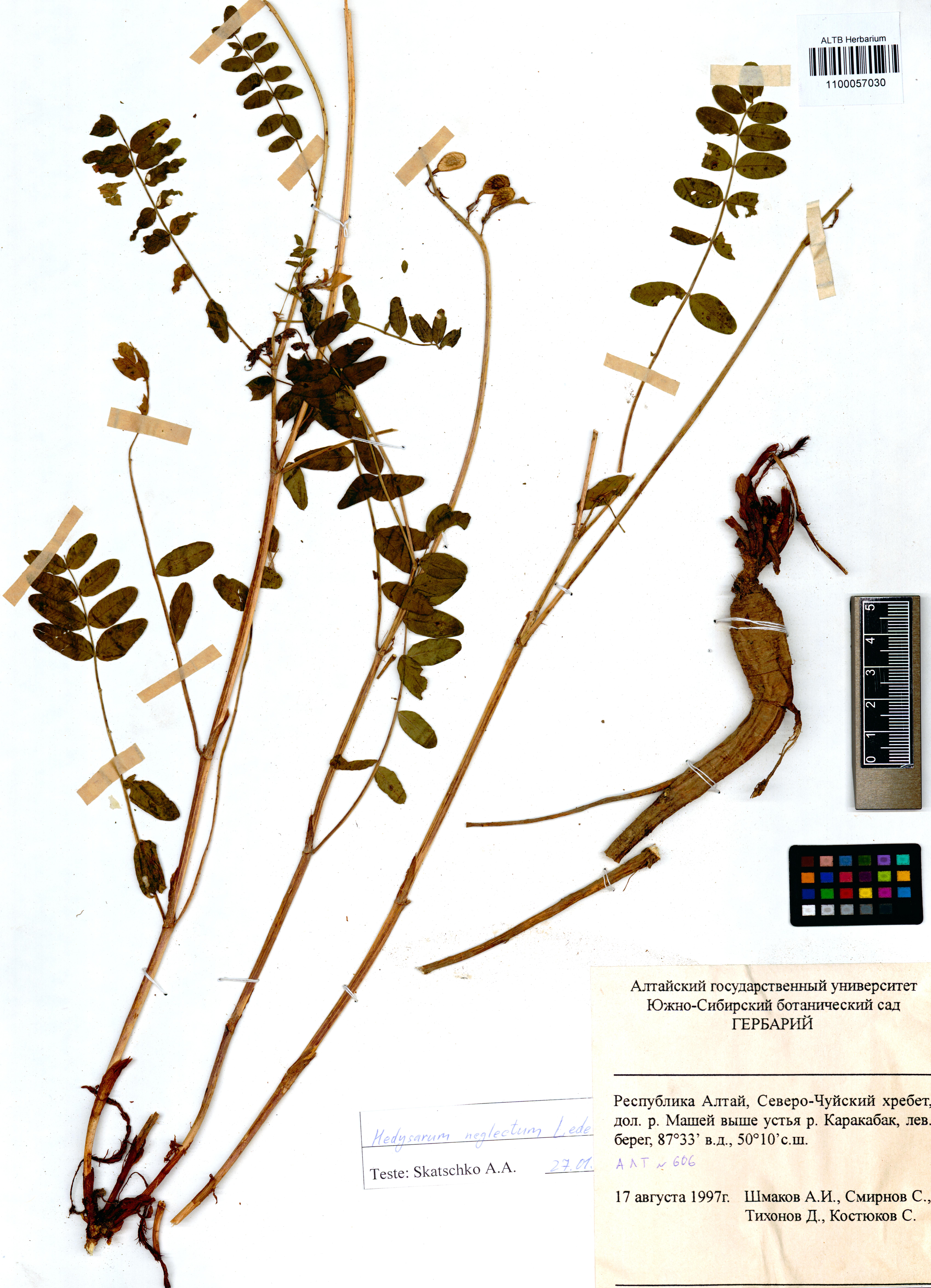 Hedysarum neglectum Ledeb