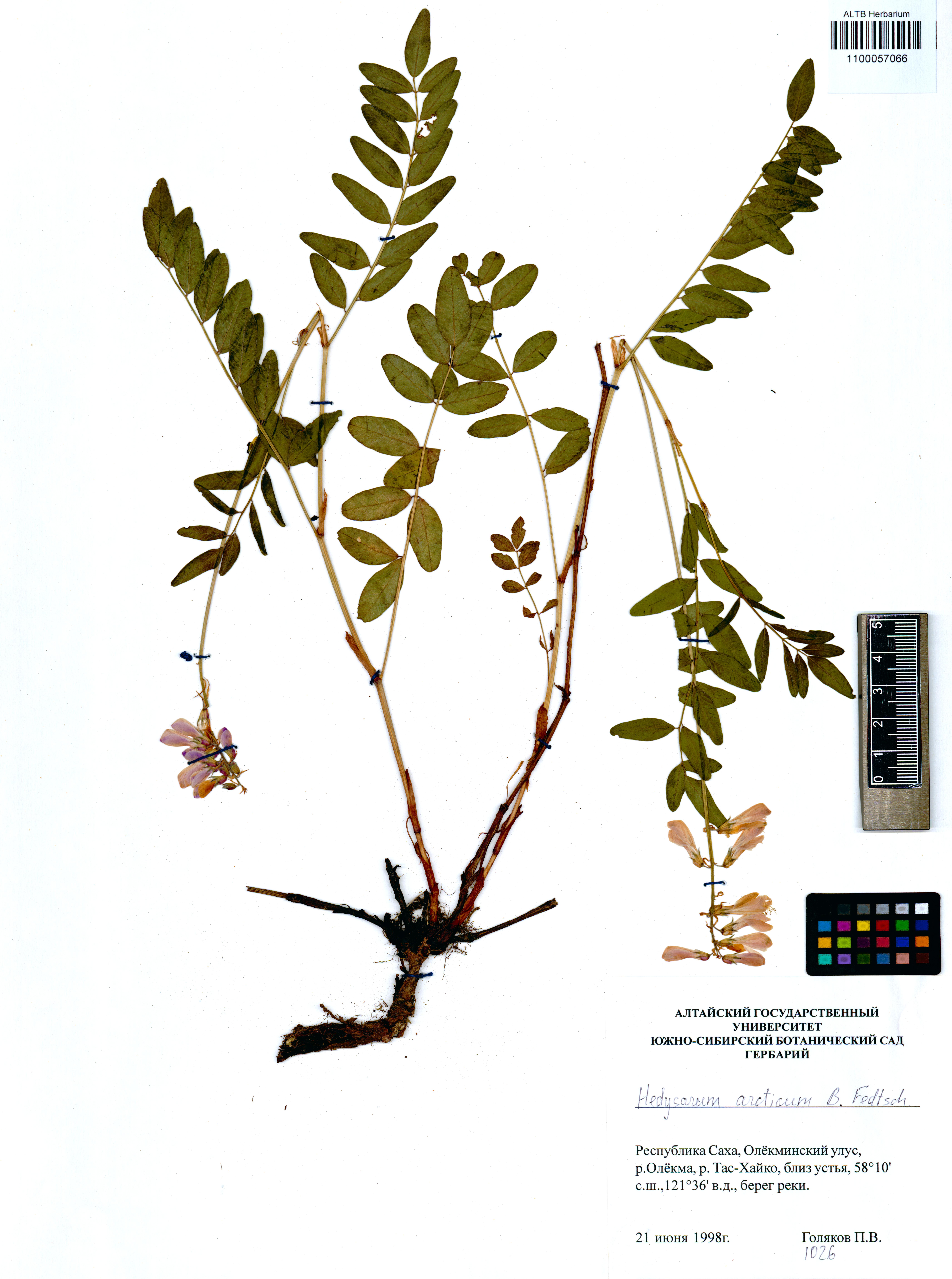 Hedysarum arcticum B.Fedtsch.