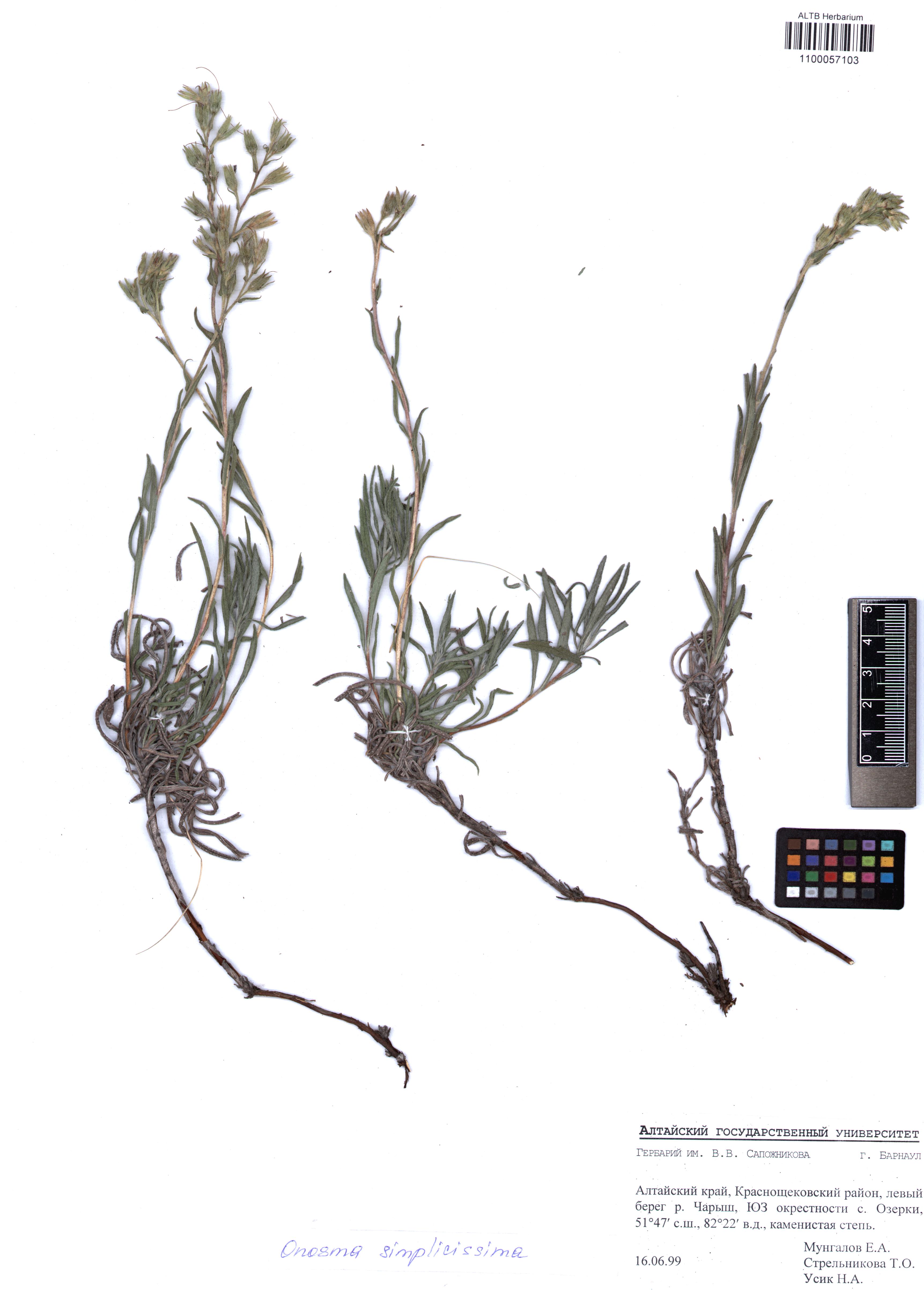 Onosma simplicissima L.