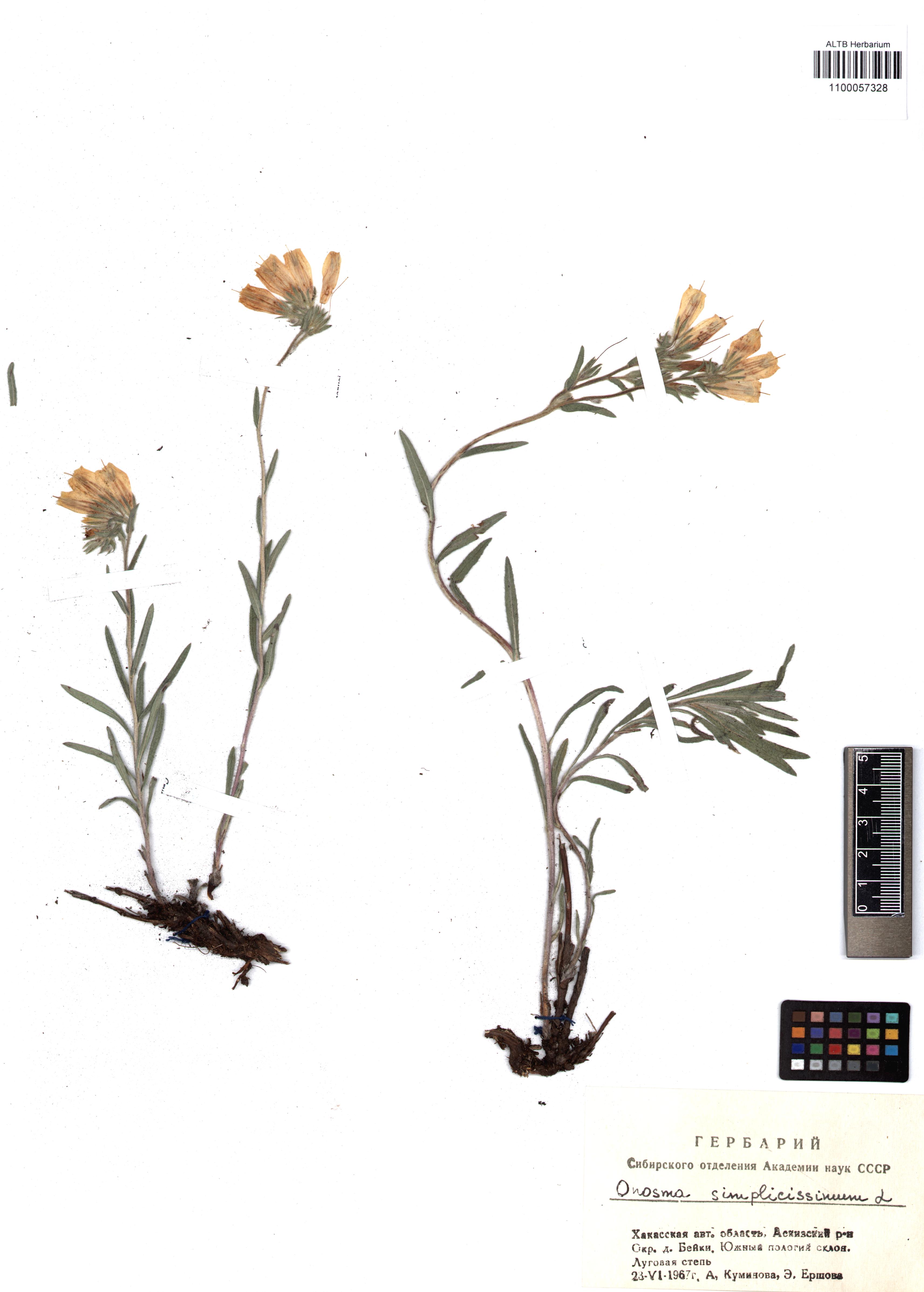 Onosma simplicissima L.
