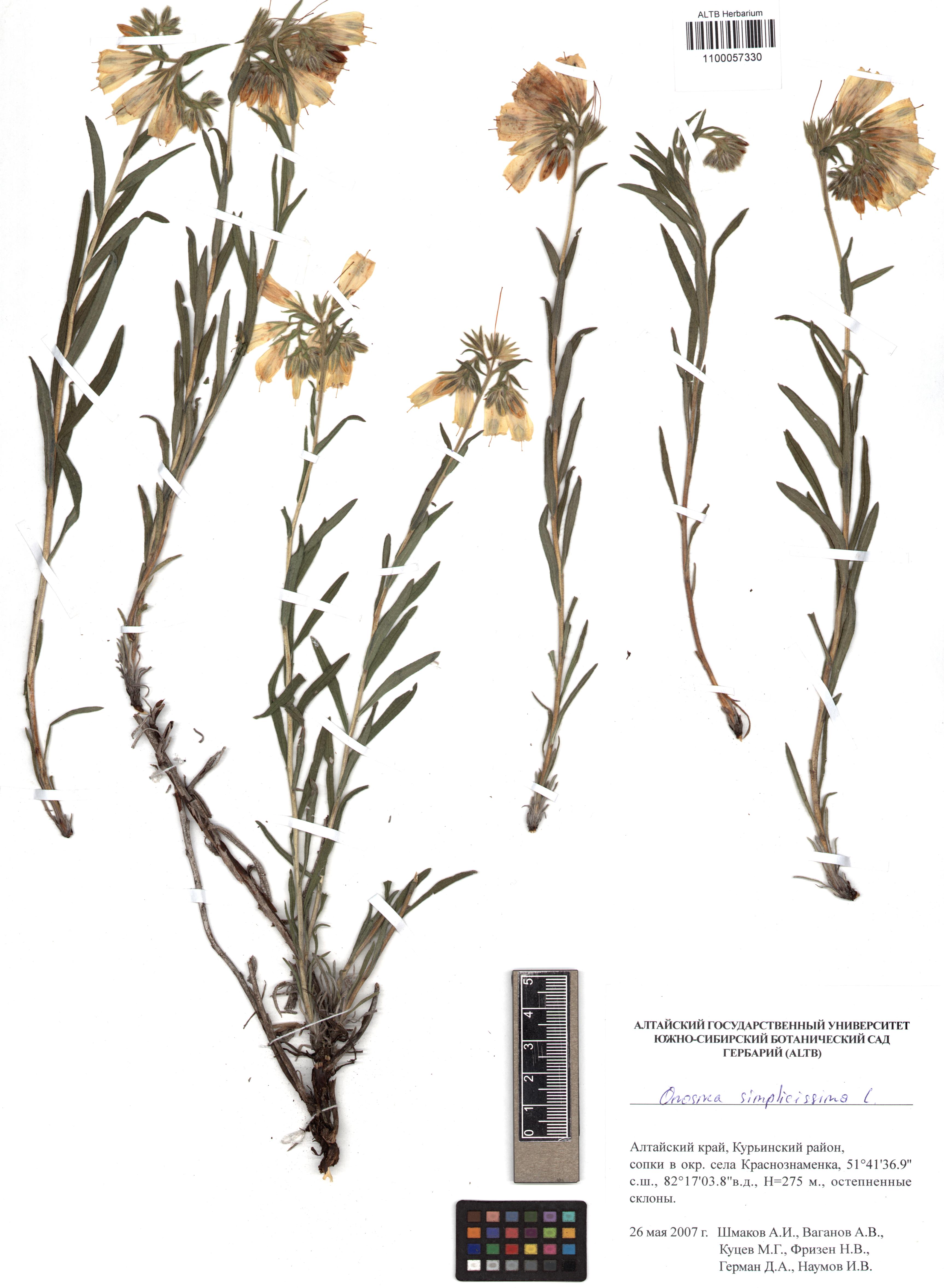 Onosma simplicissima L.