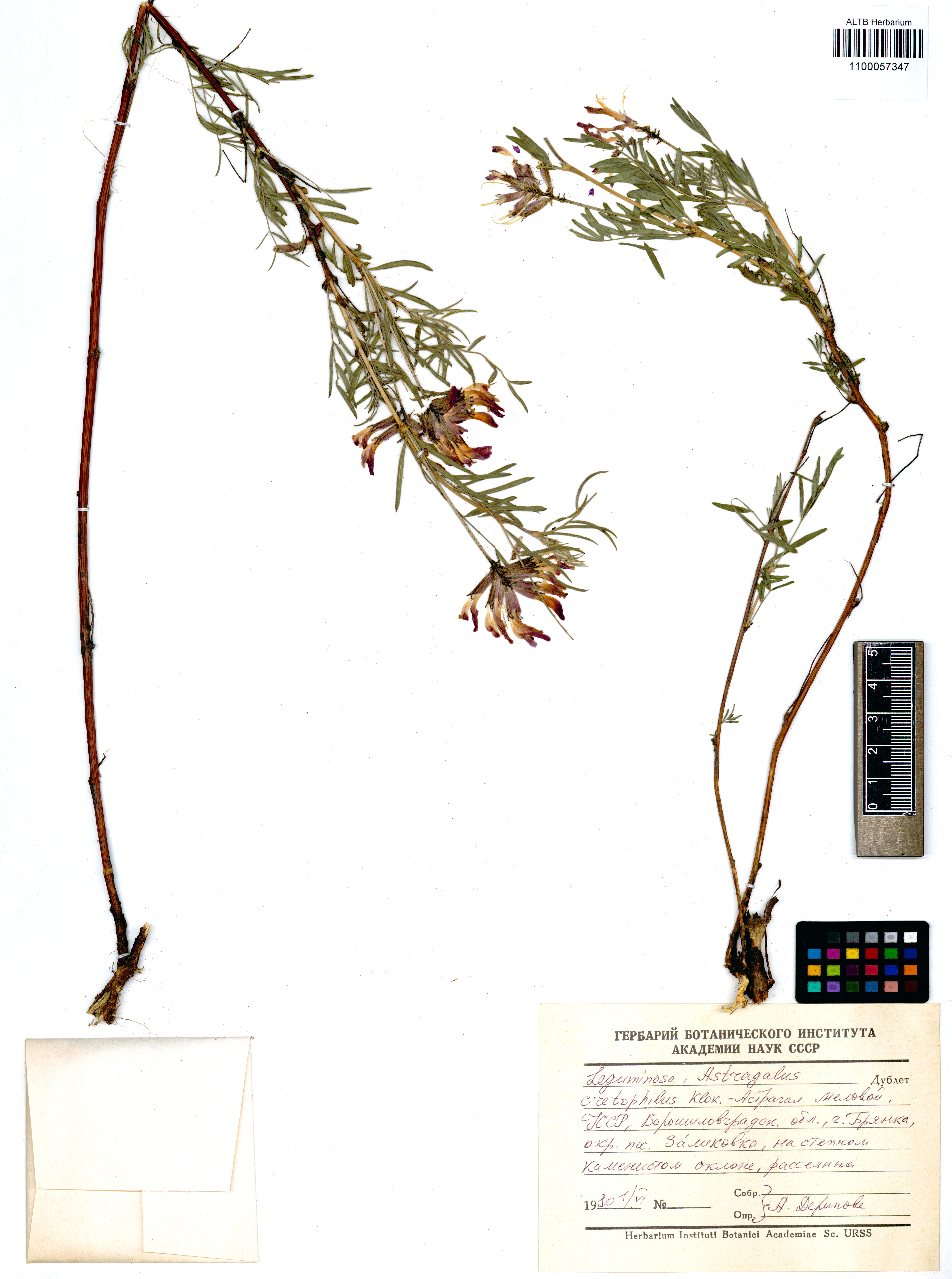 Astragalus cretophilus Klokov