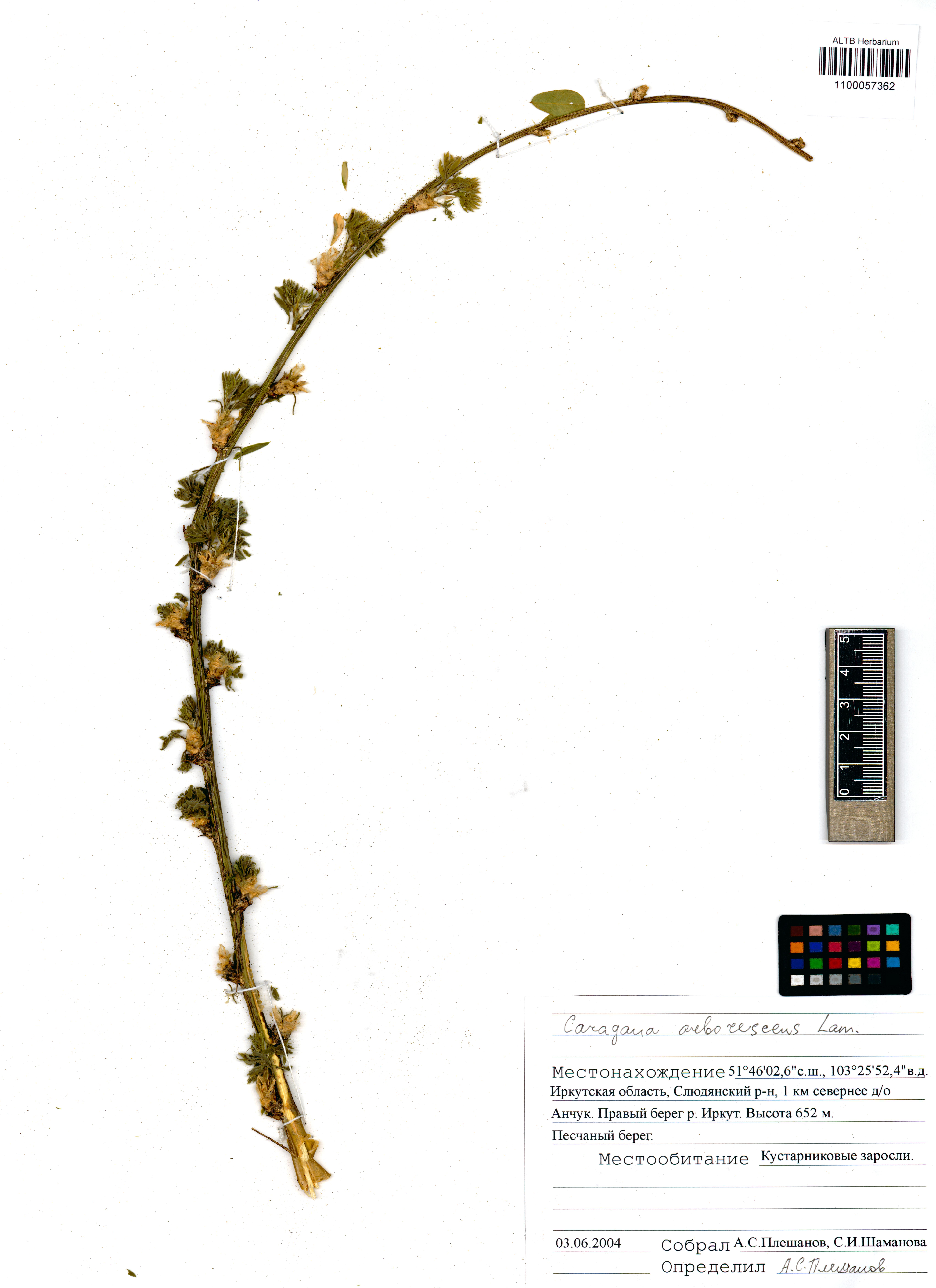 Caragana arborescens Lam.