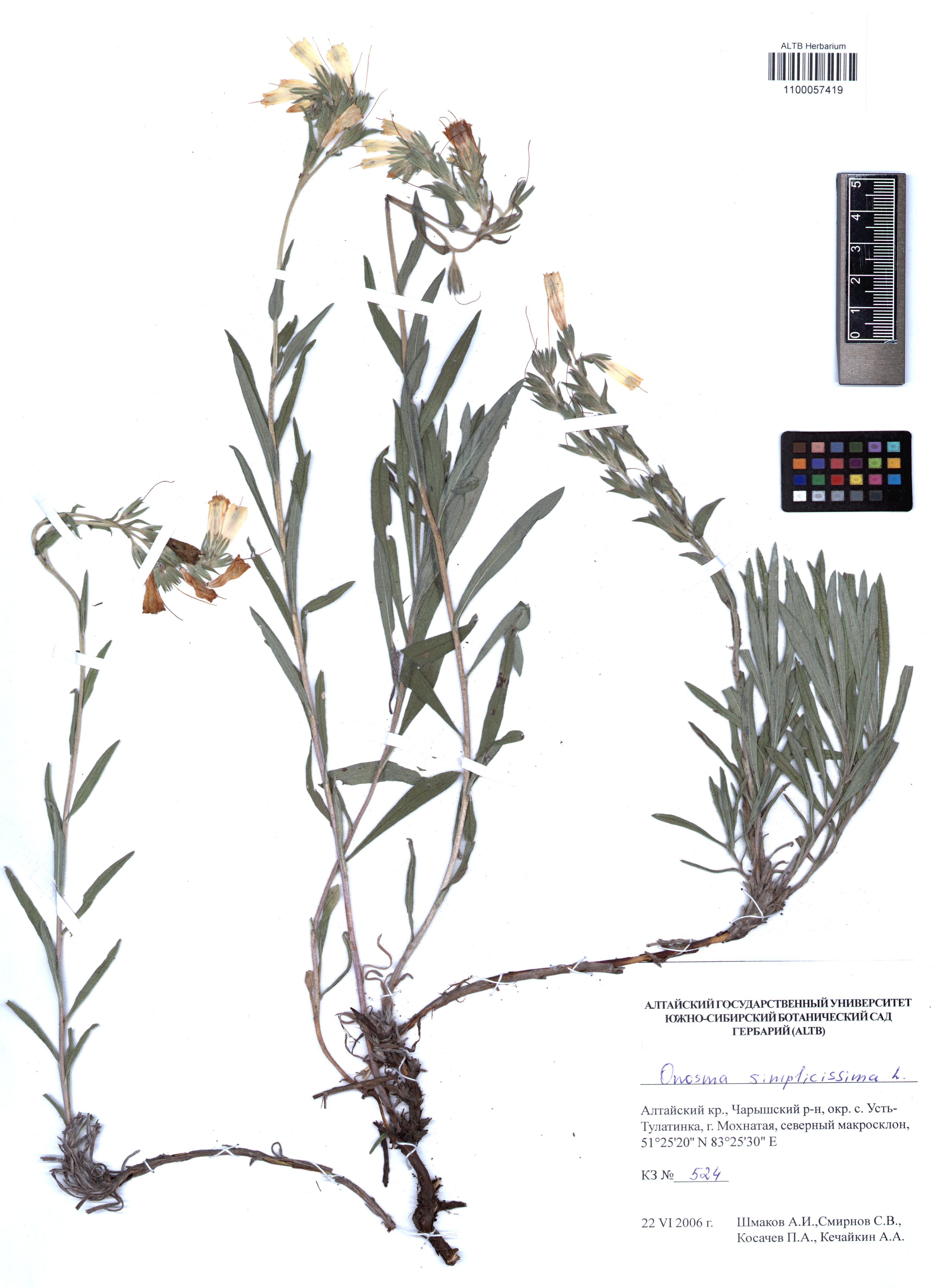 Onosma simplicissima L.