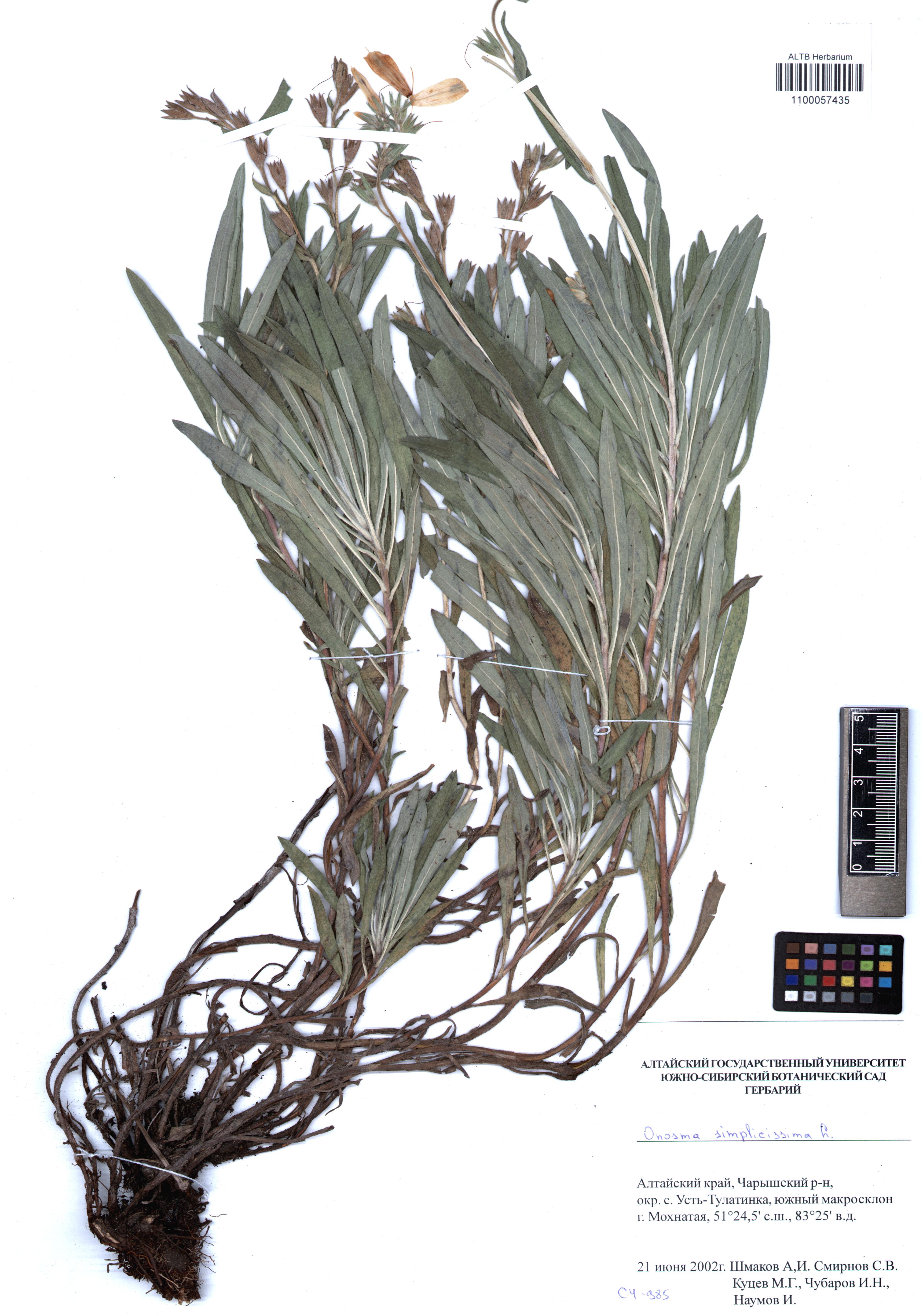 Onosma simplicissima L.