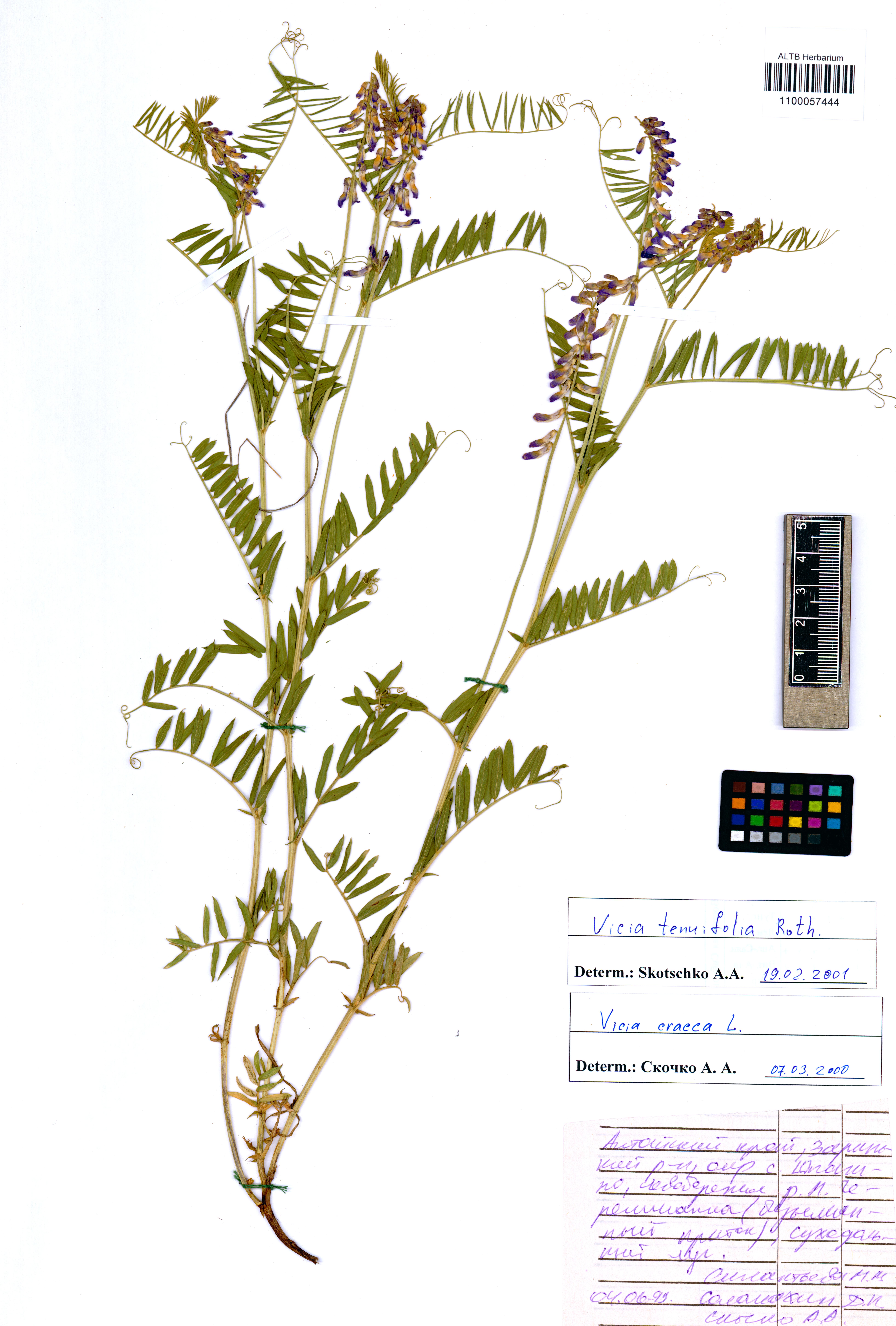 Vicia tenuifolia Roth