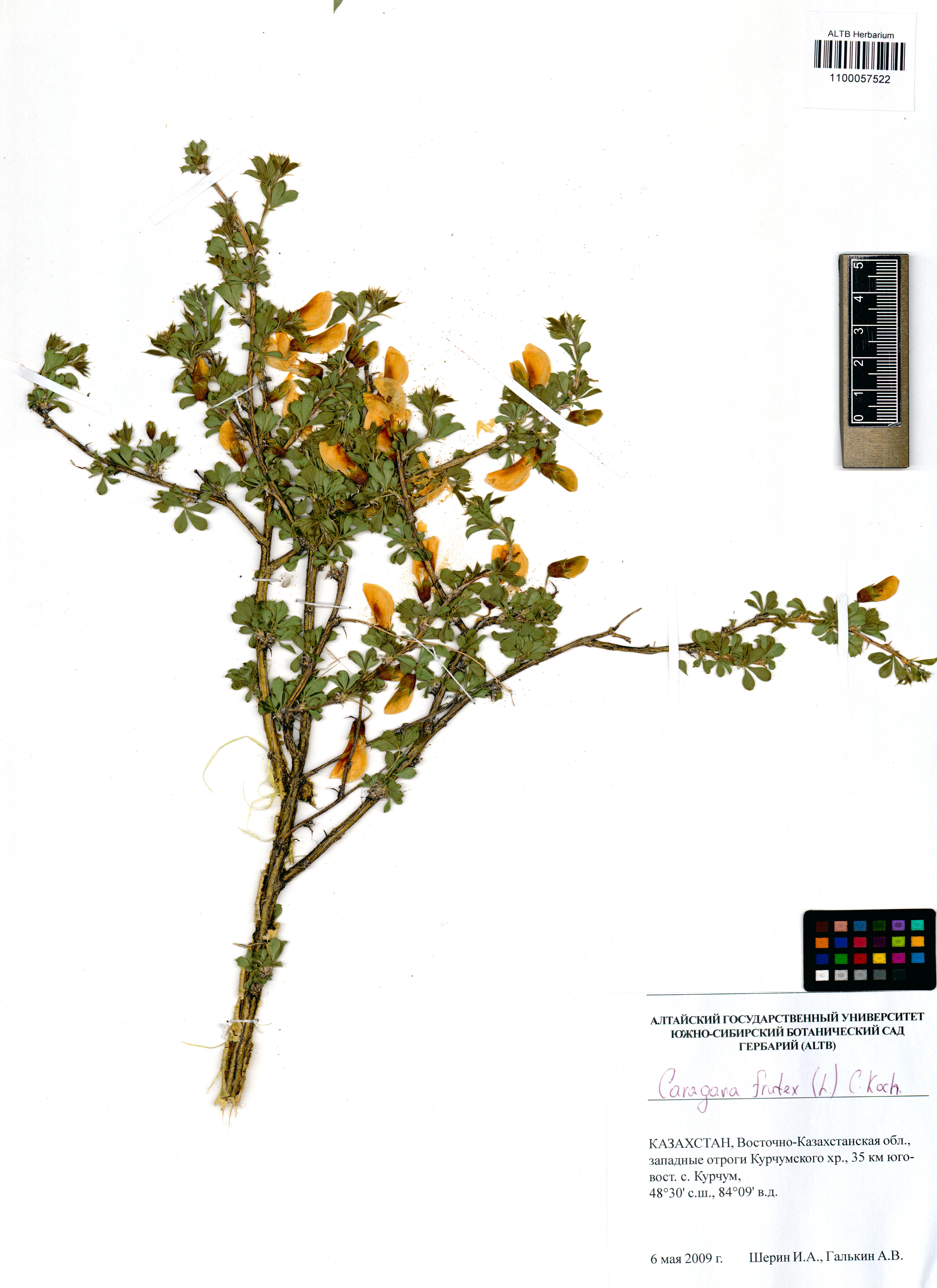 Fabaceae,Caragana frutex (L.) K.Koch