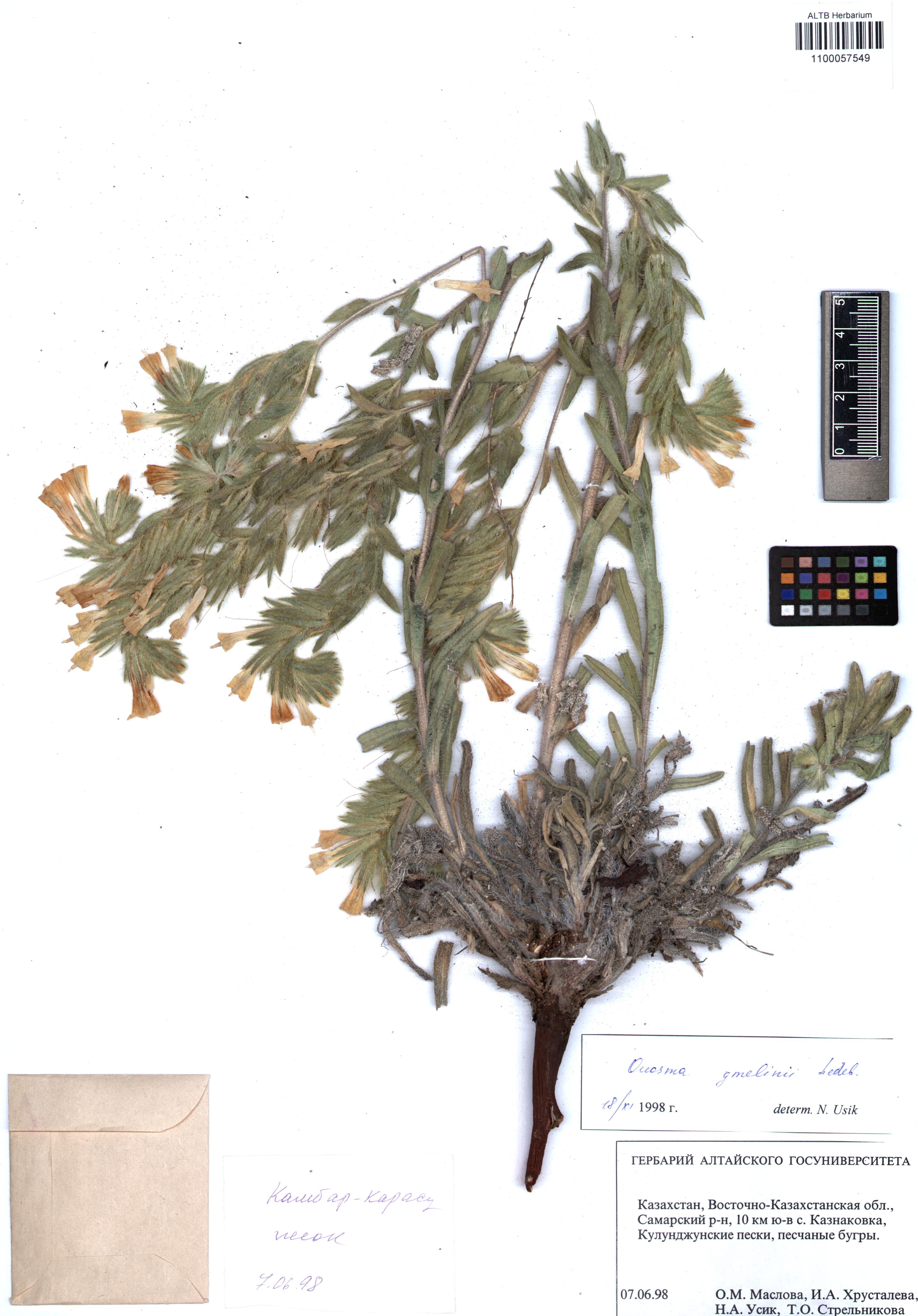 Onosma gmelinii Ledeb.