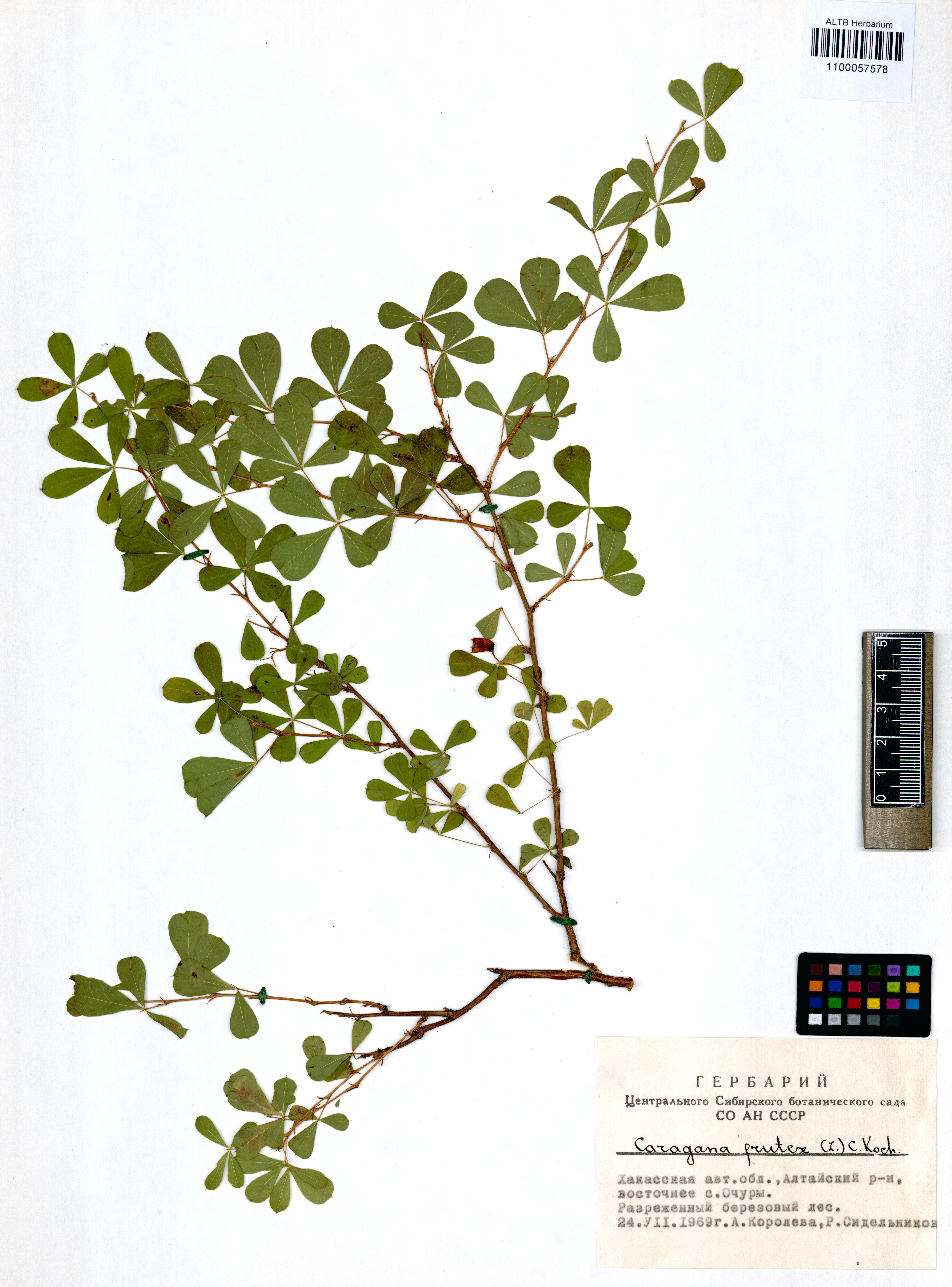 Fabaceae,Caragana frutex (L.) K.Koch