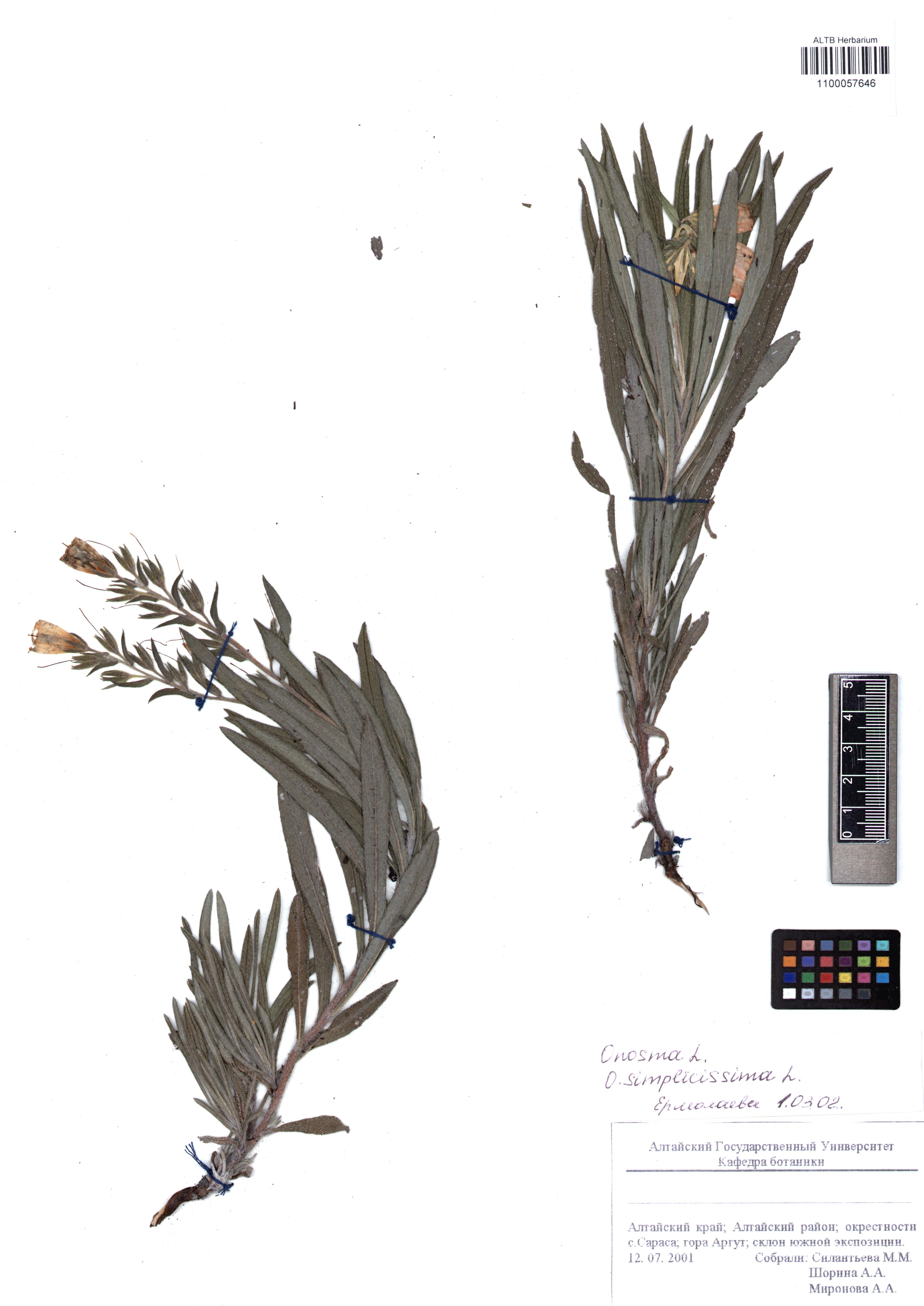Onosma simplicissima L.