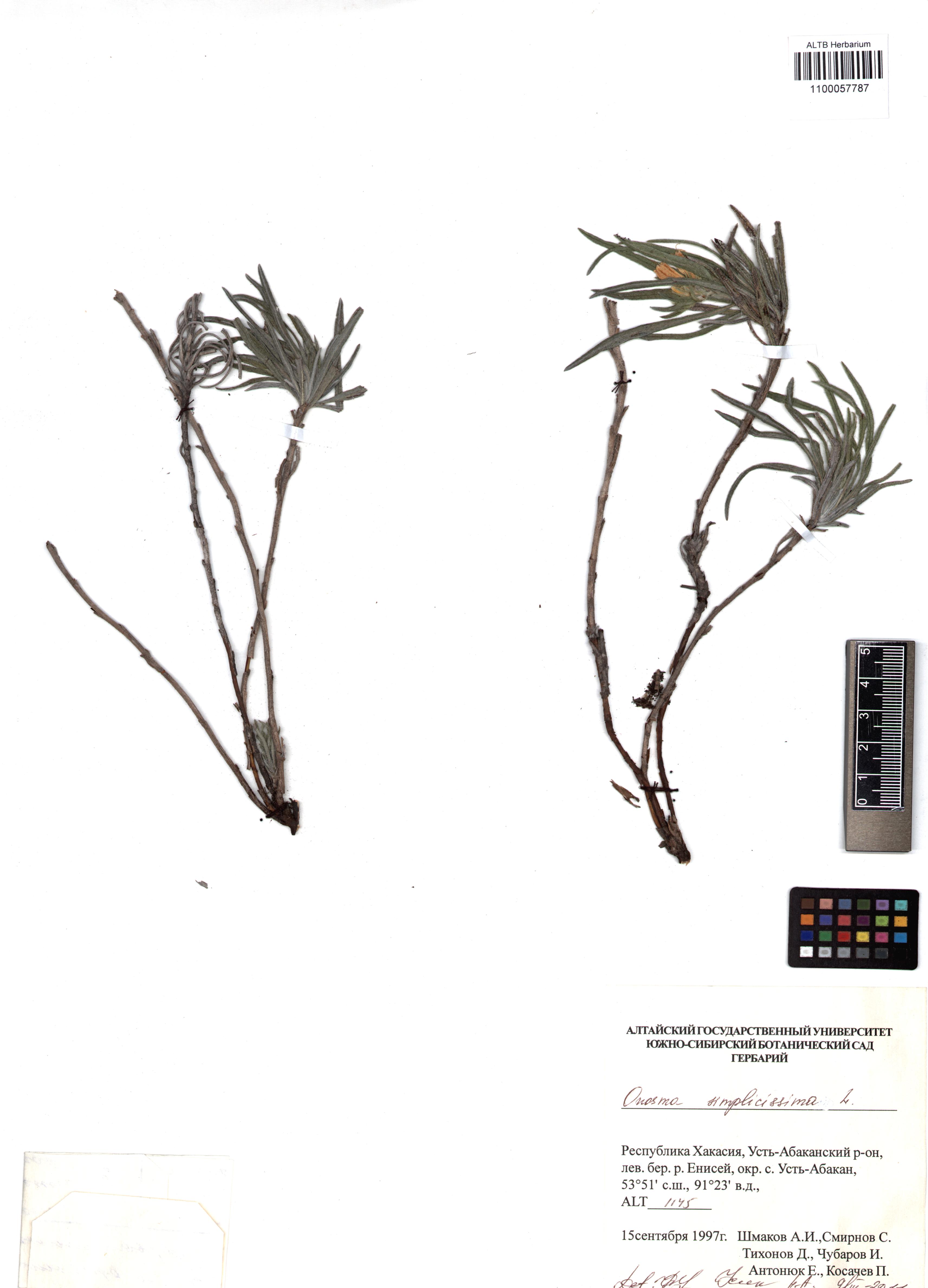 Onosma simplicissima L.