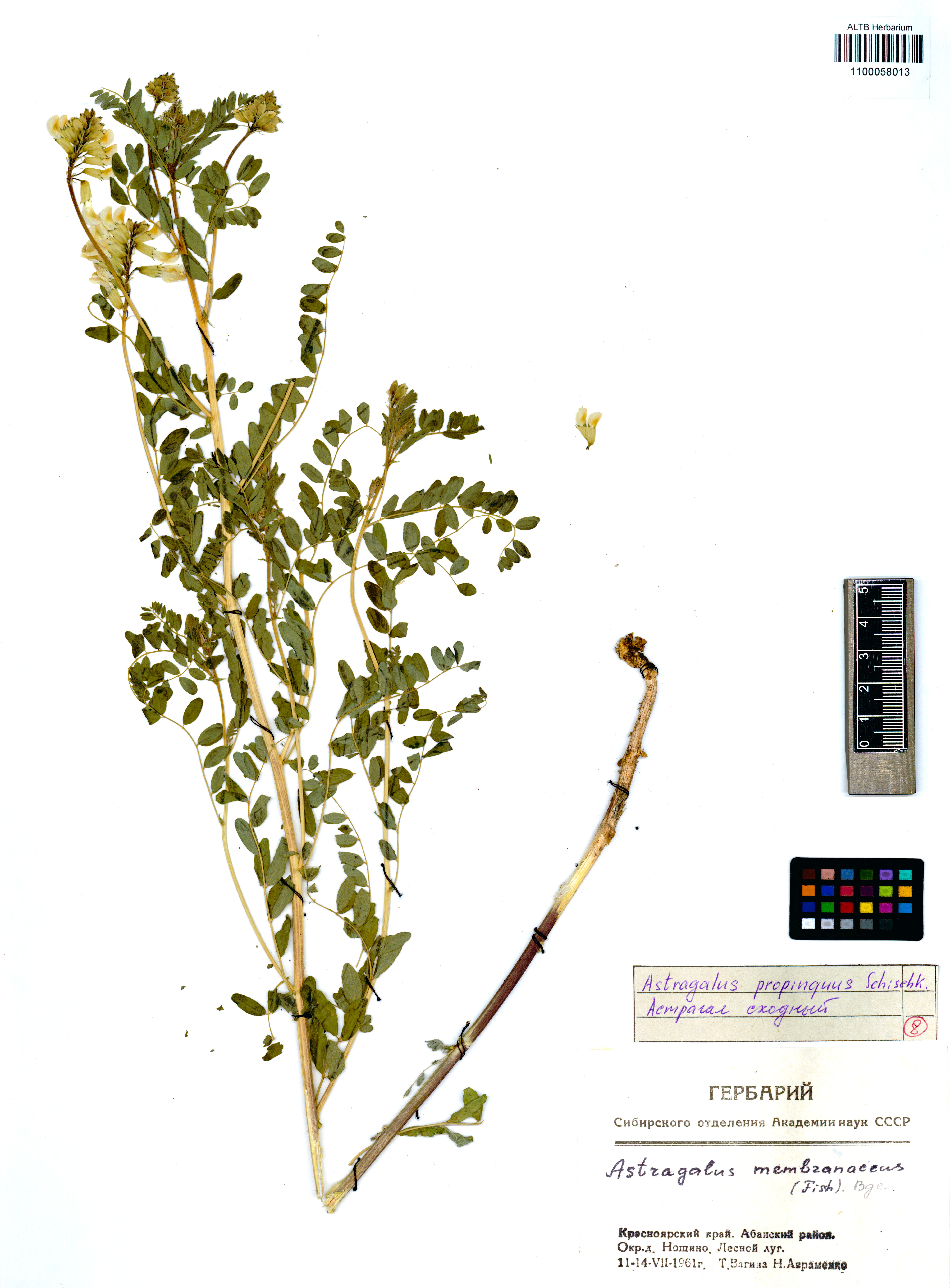 Astragalus propinquus Schischk.