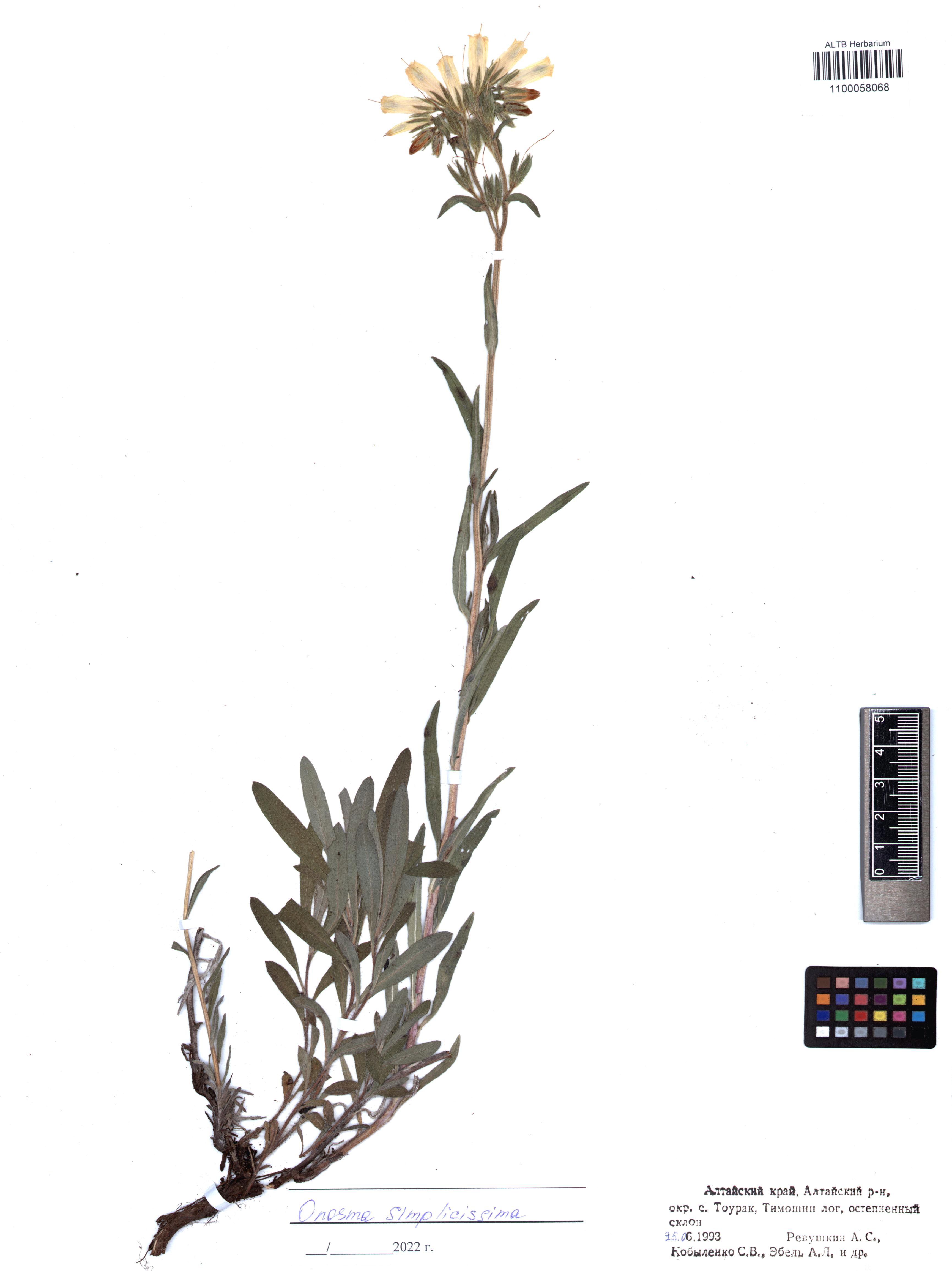 Onosma simplicissima L.