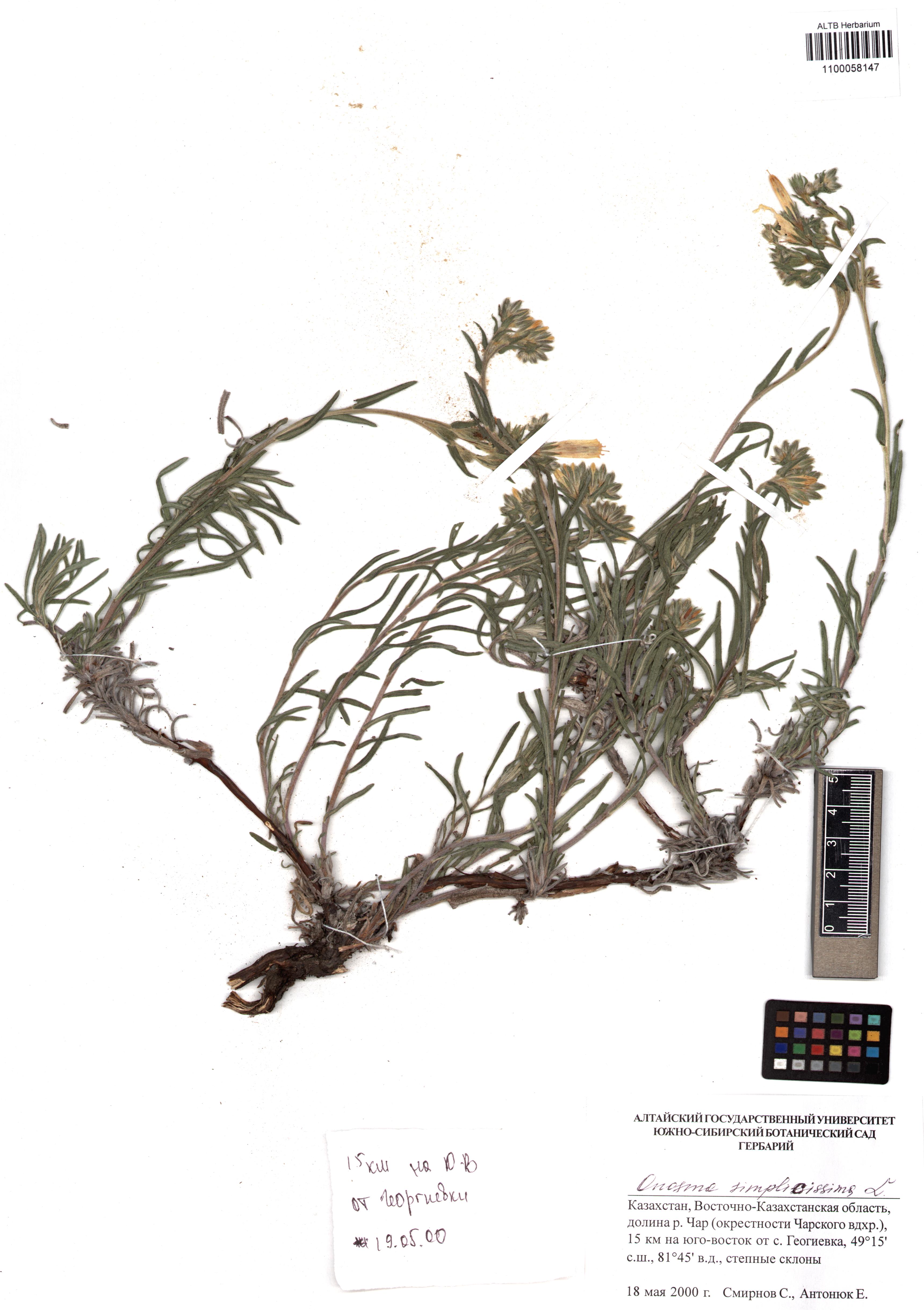 Onosma simplicissima L.