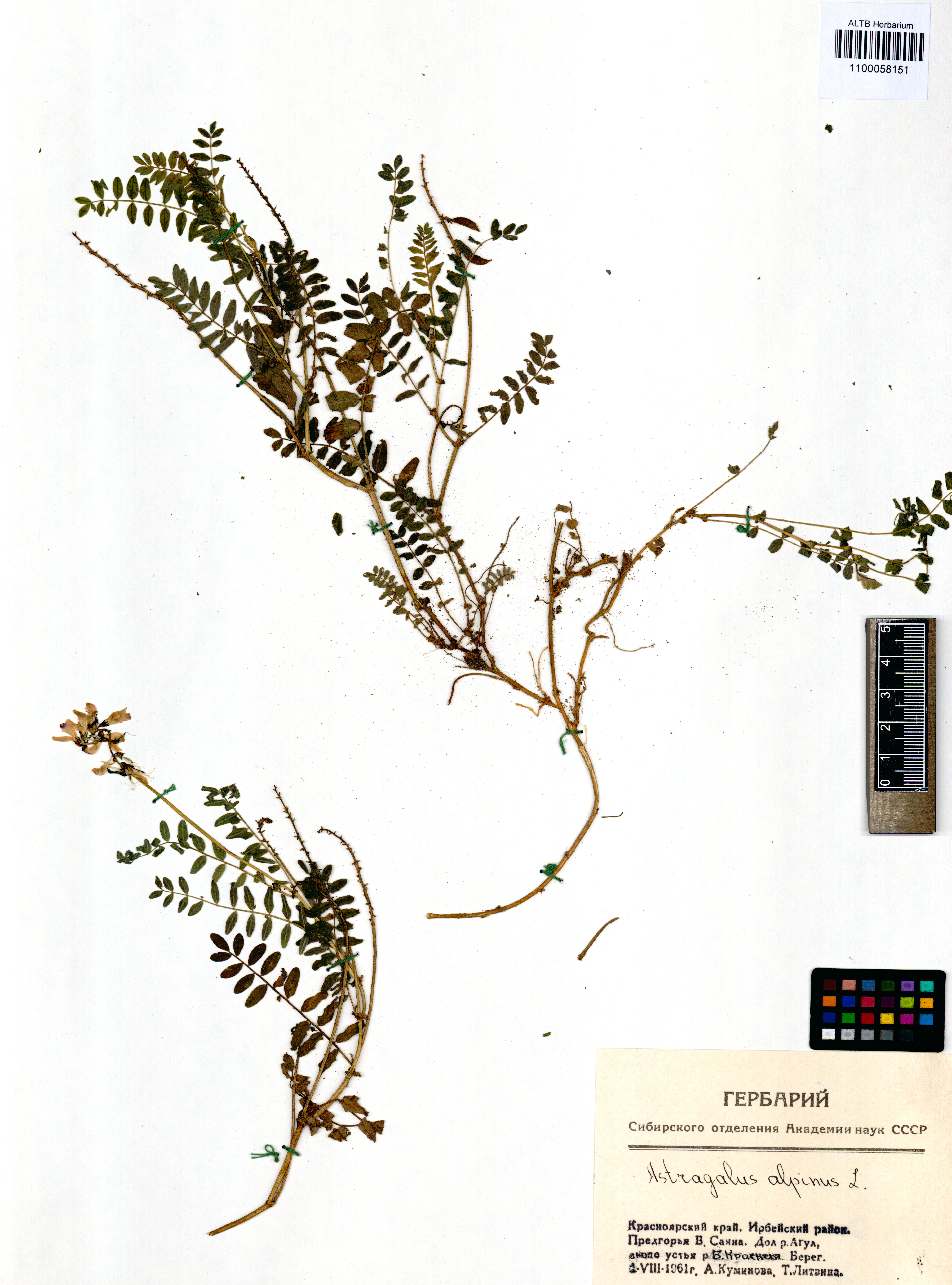 Astragalus alpinus L.