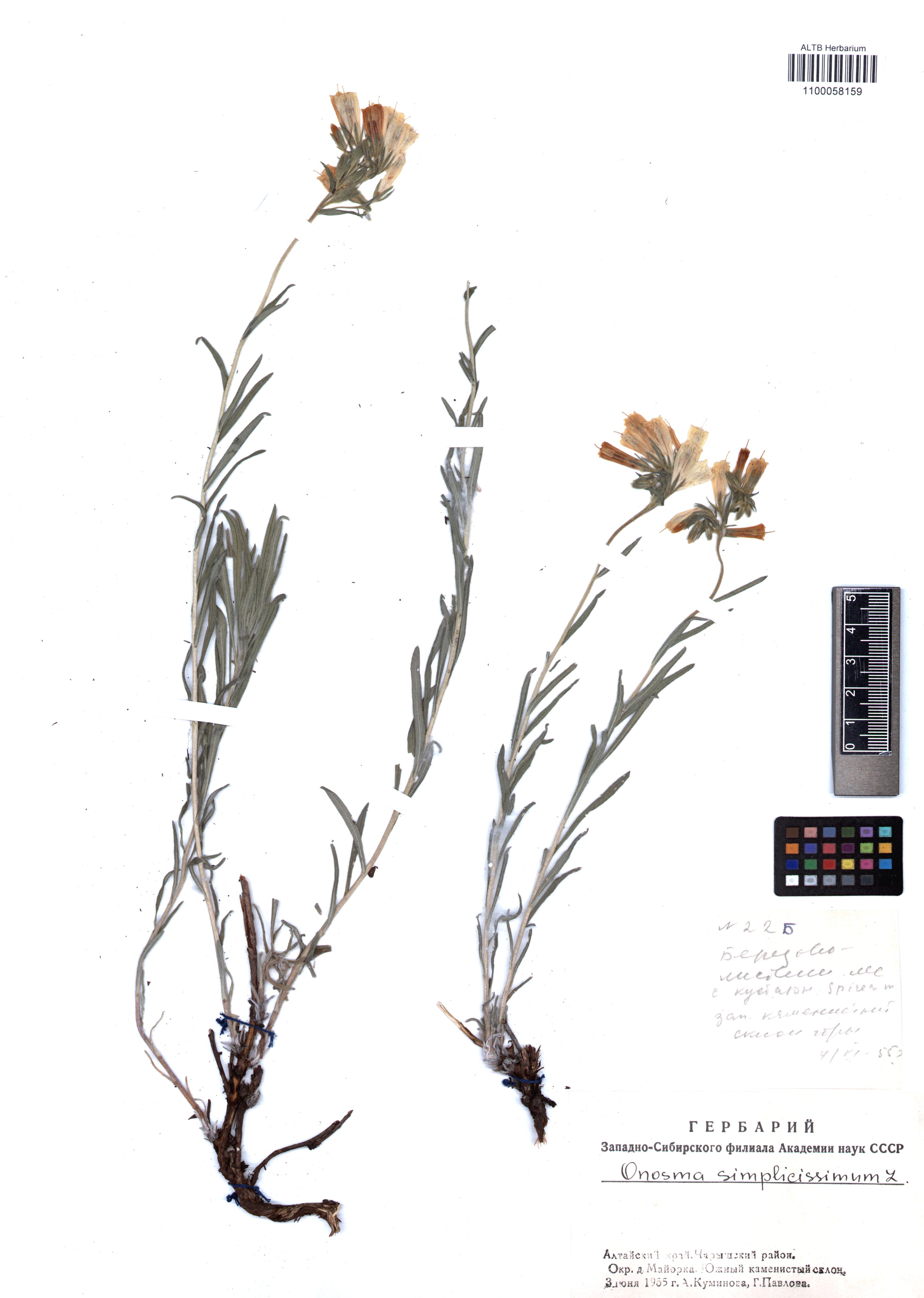 Onosma simplicissima L.