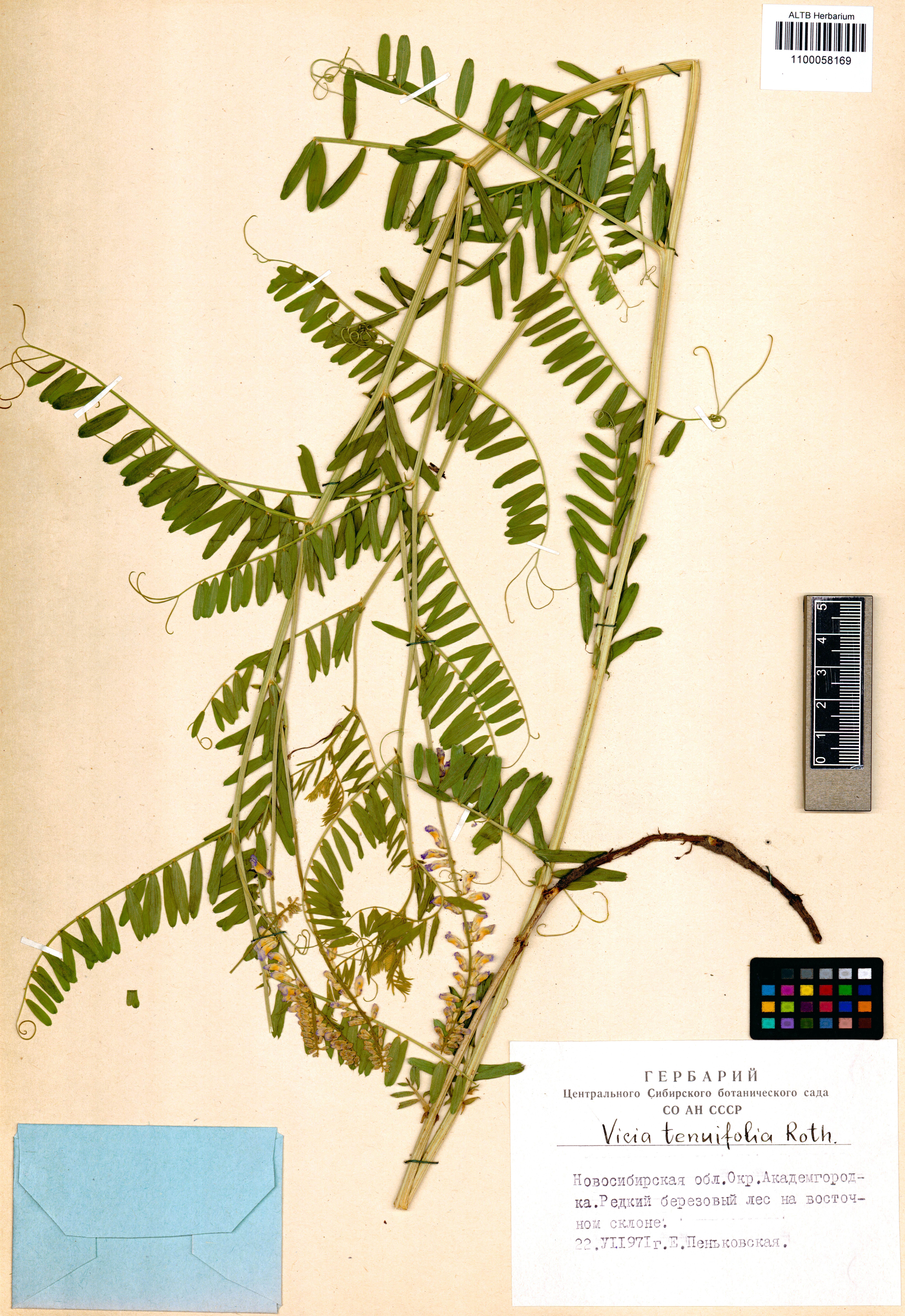 Vicia tenuifolia Roth