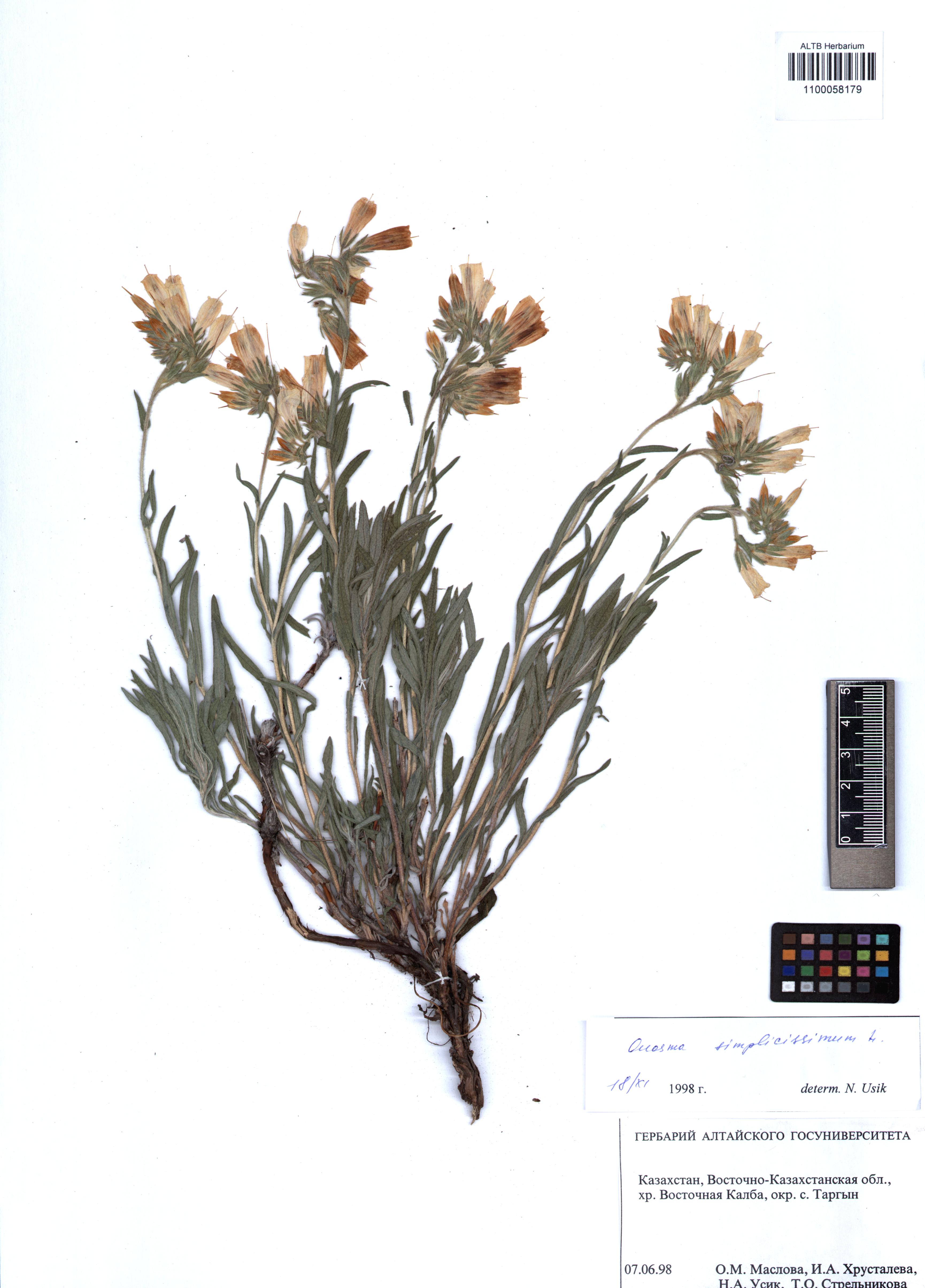 Onosma simplicissima L.