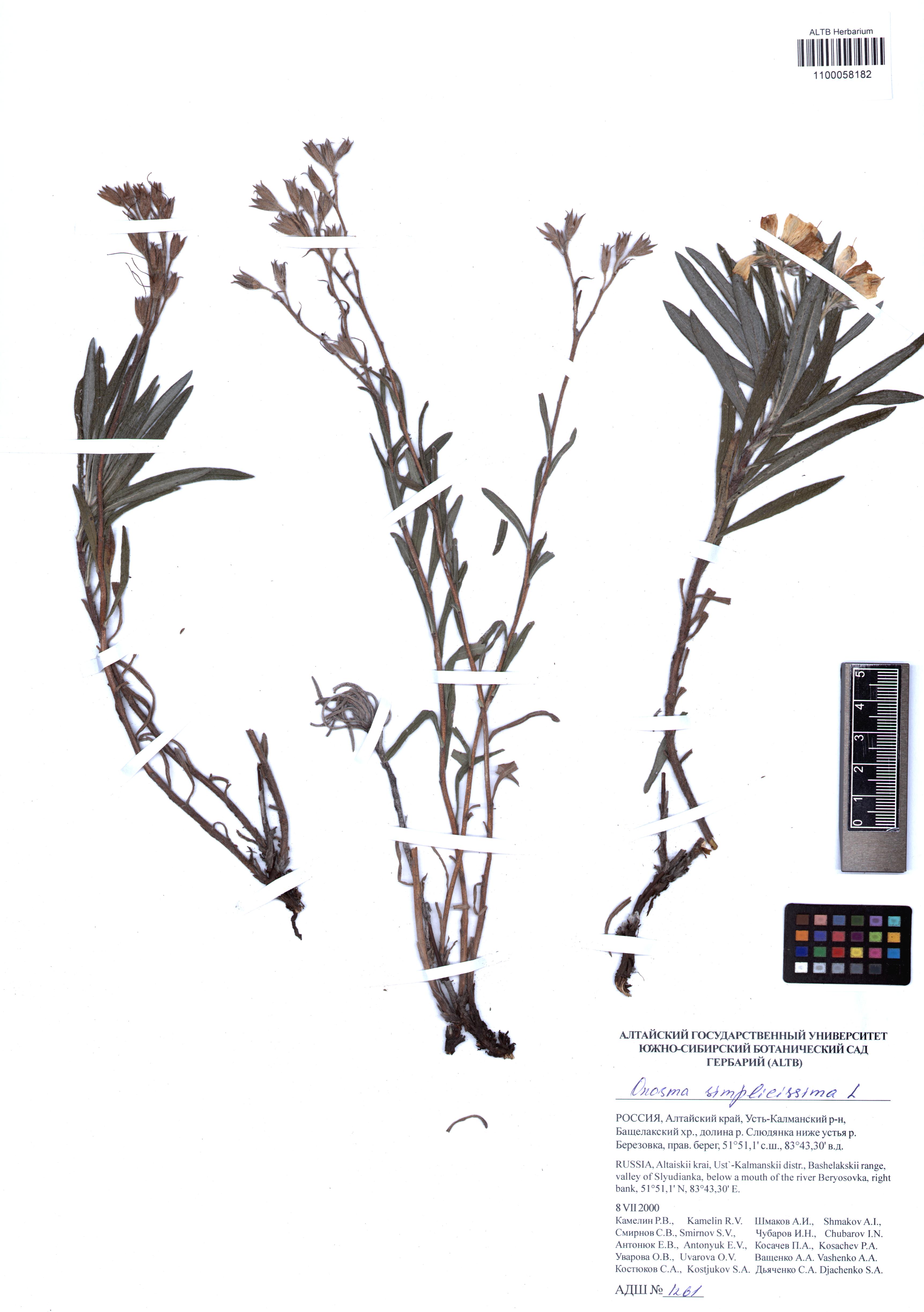 Onosma simplicissima L.