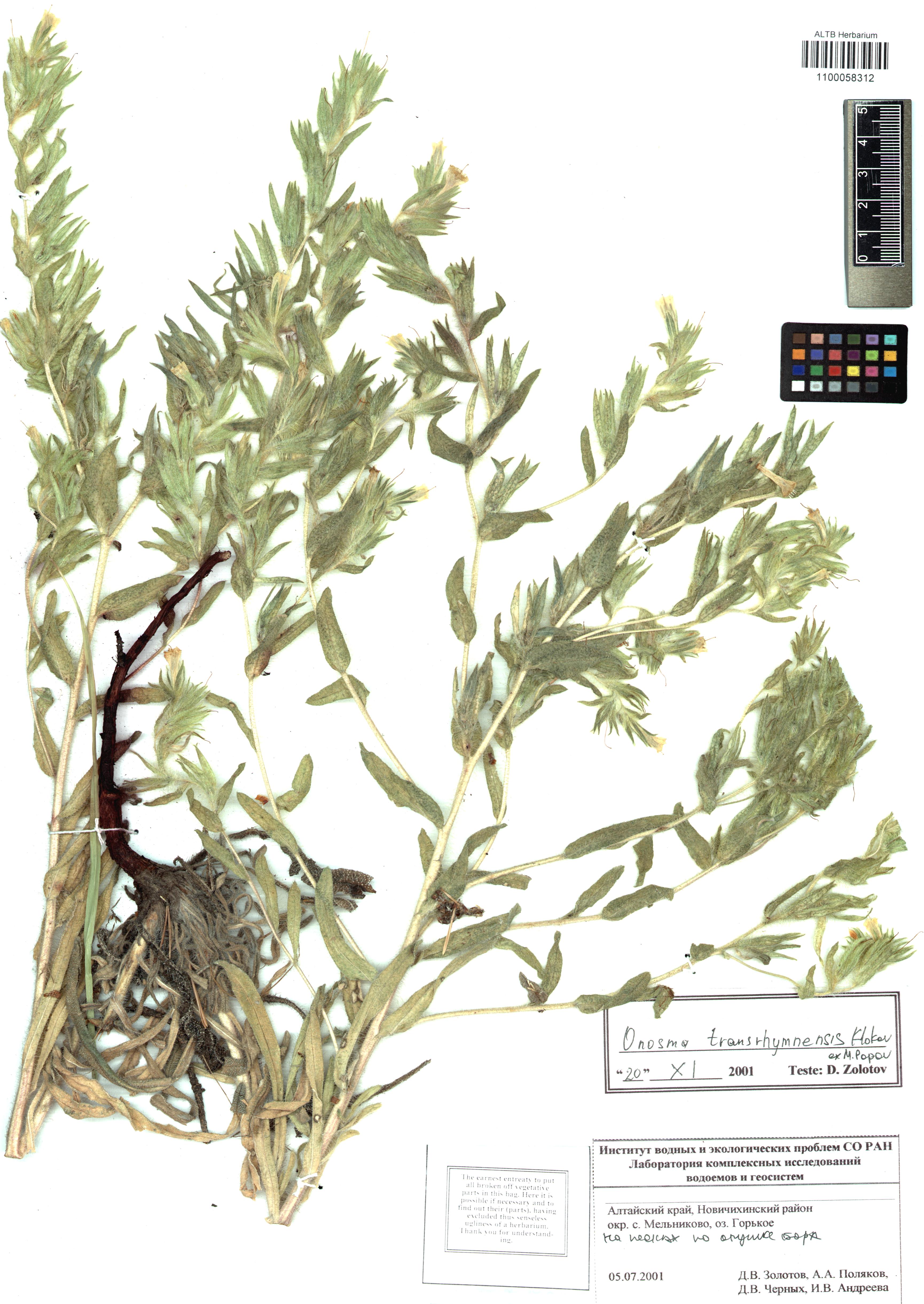 Onosma transrhymnensis (Klokov ex Popov) Kamelin