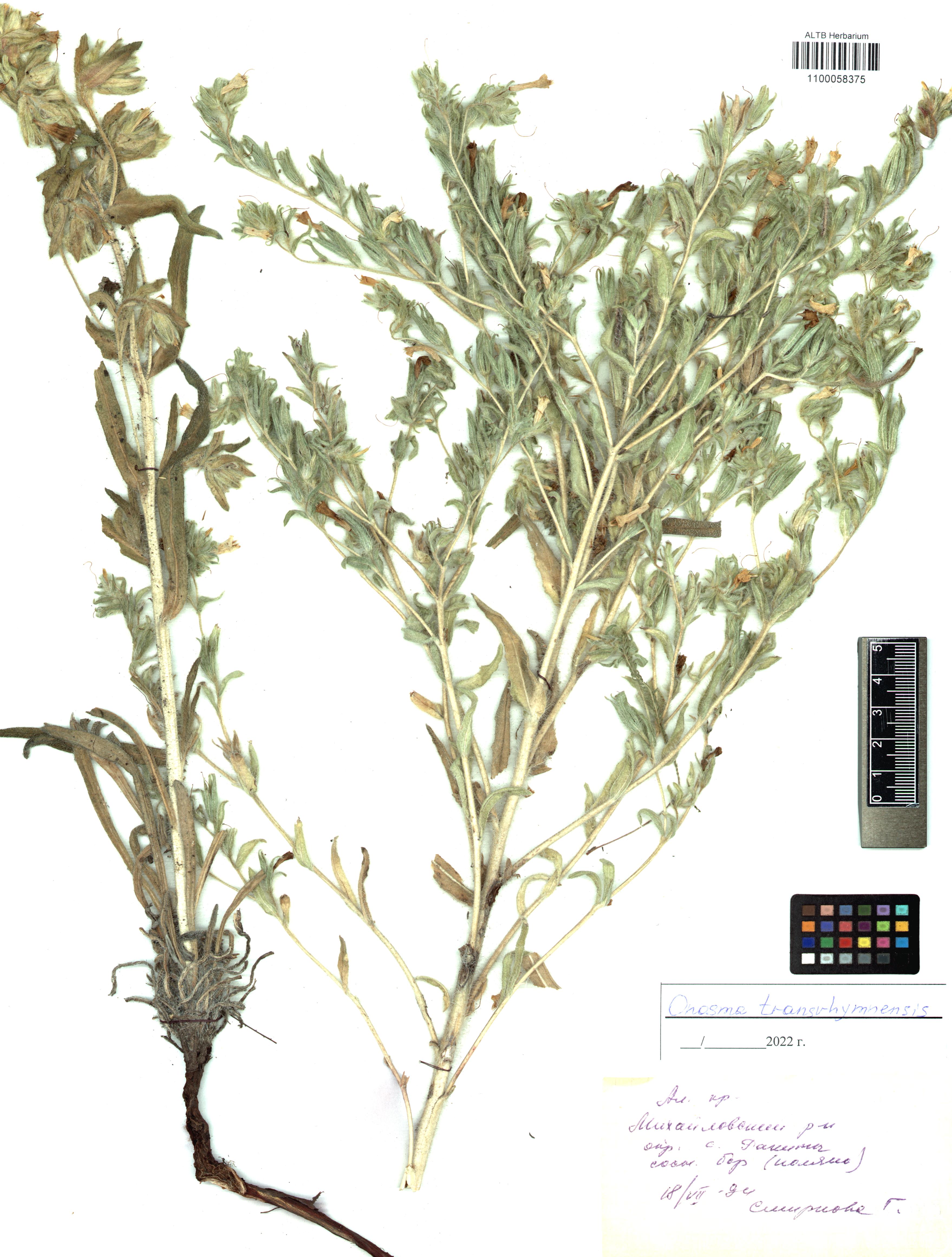 Onosma transrhymnensis (Klokov ex Popov) Kamelin