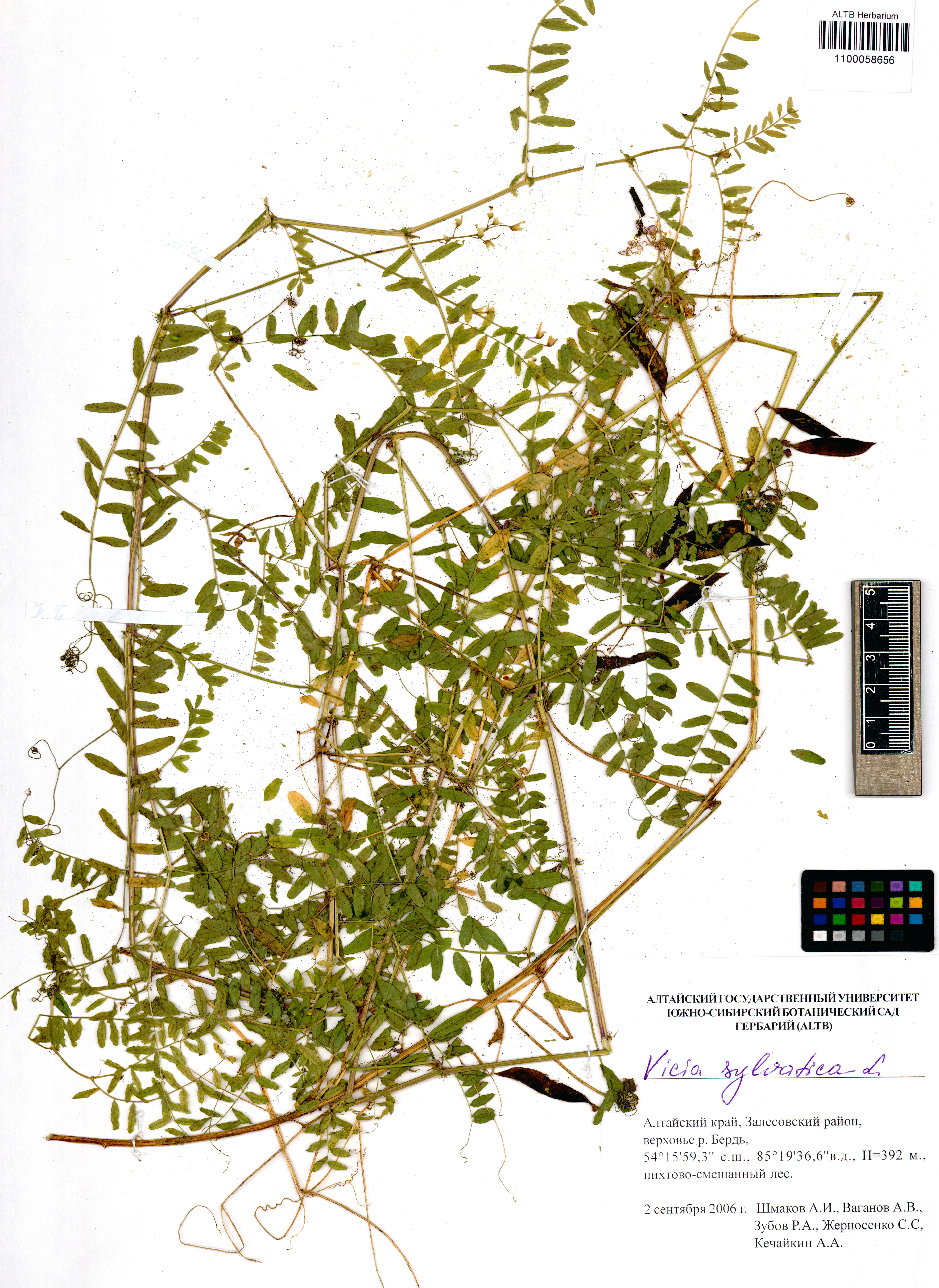Vicia sylvatica L.