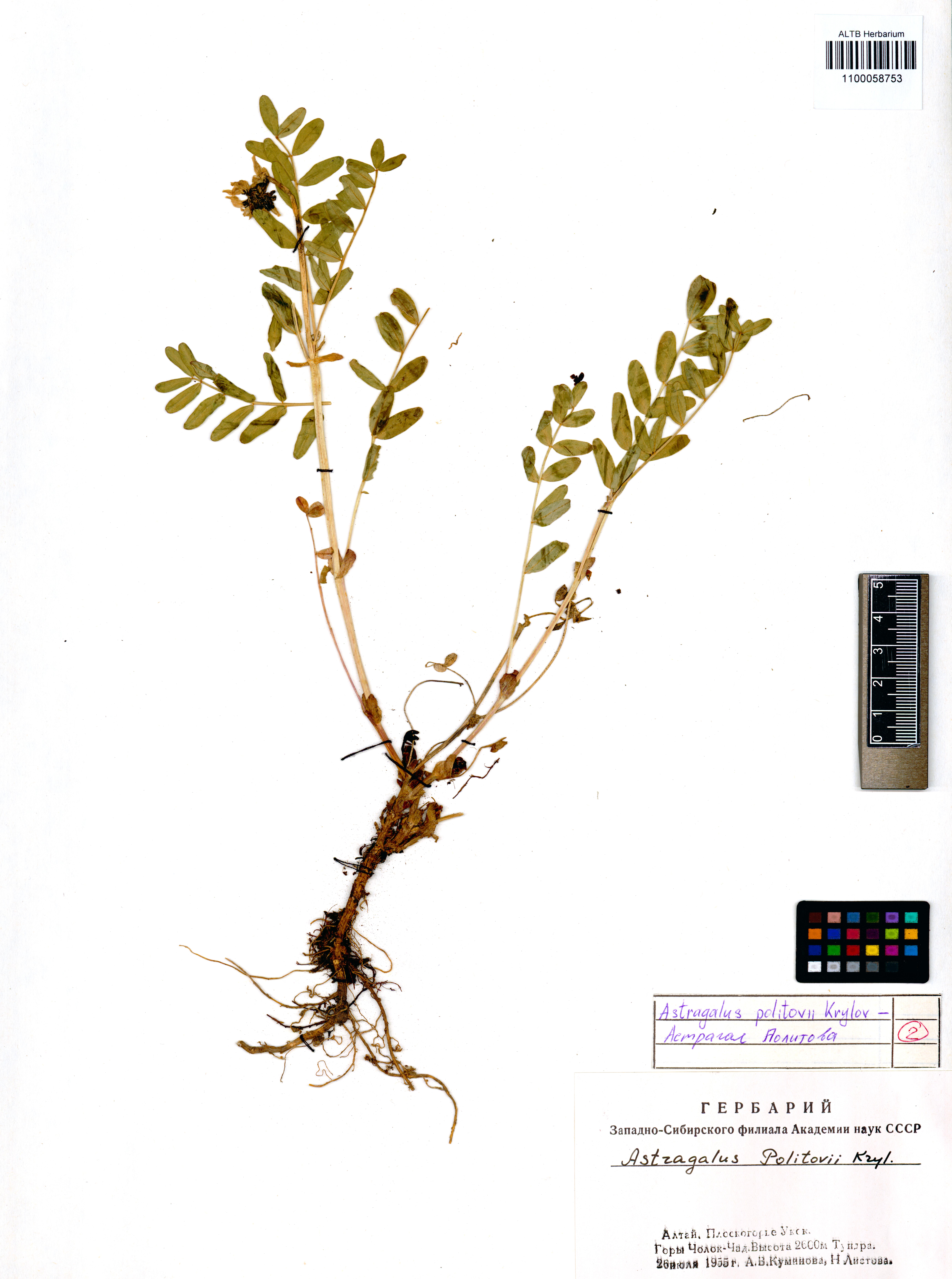 Astragalus politovii Krylov