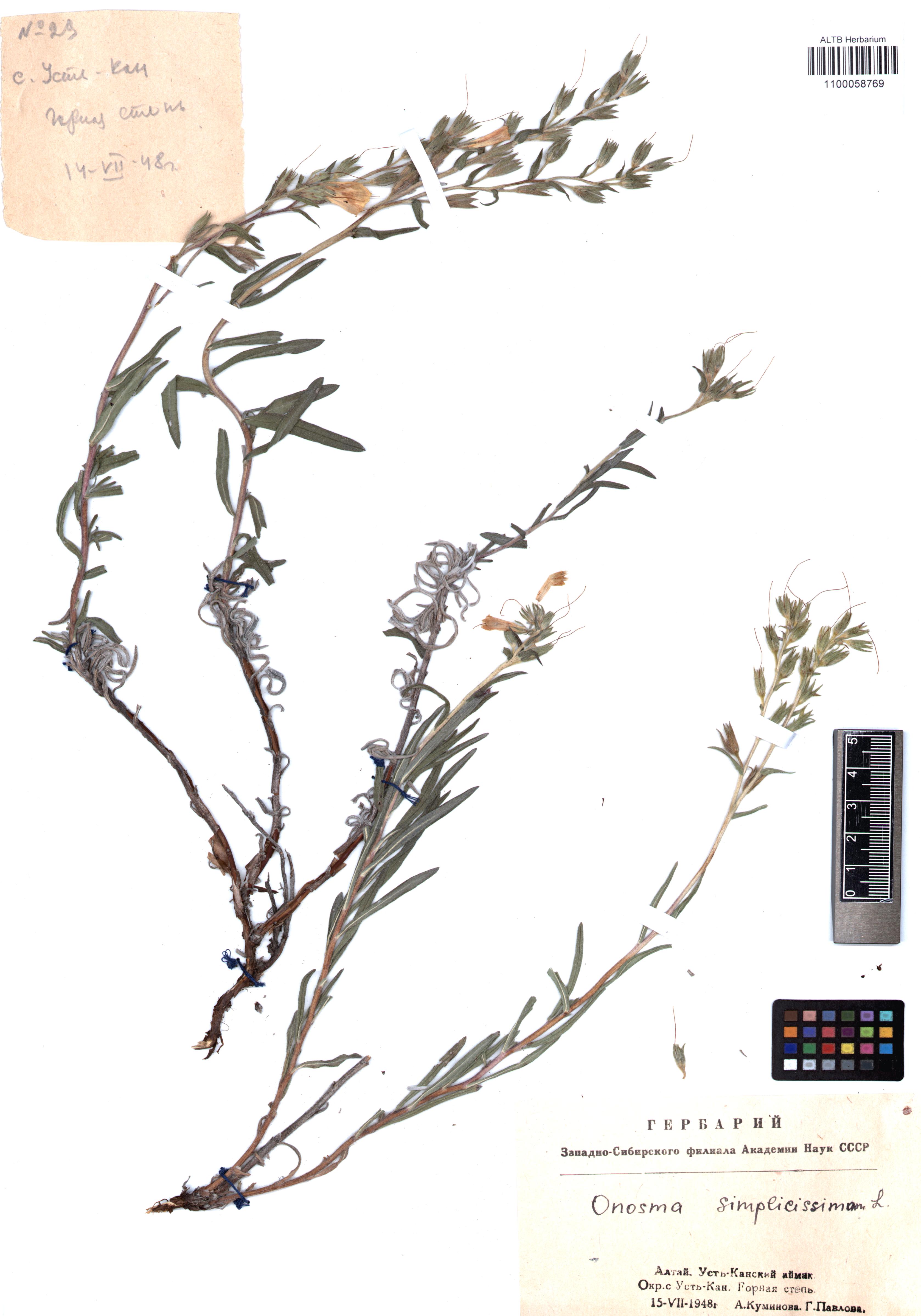 Onosma simplicissima L.
